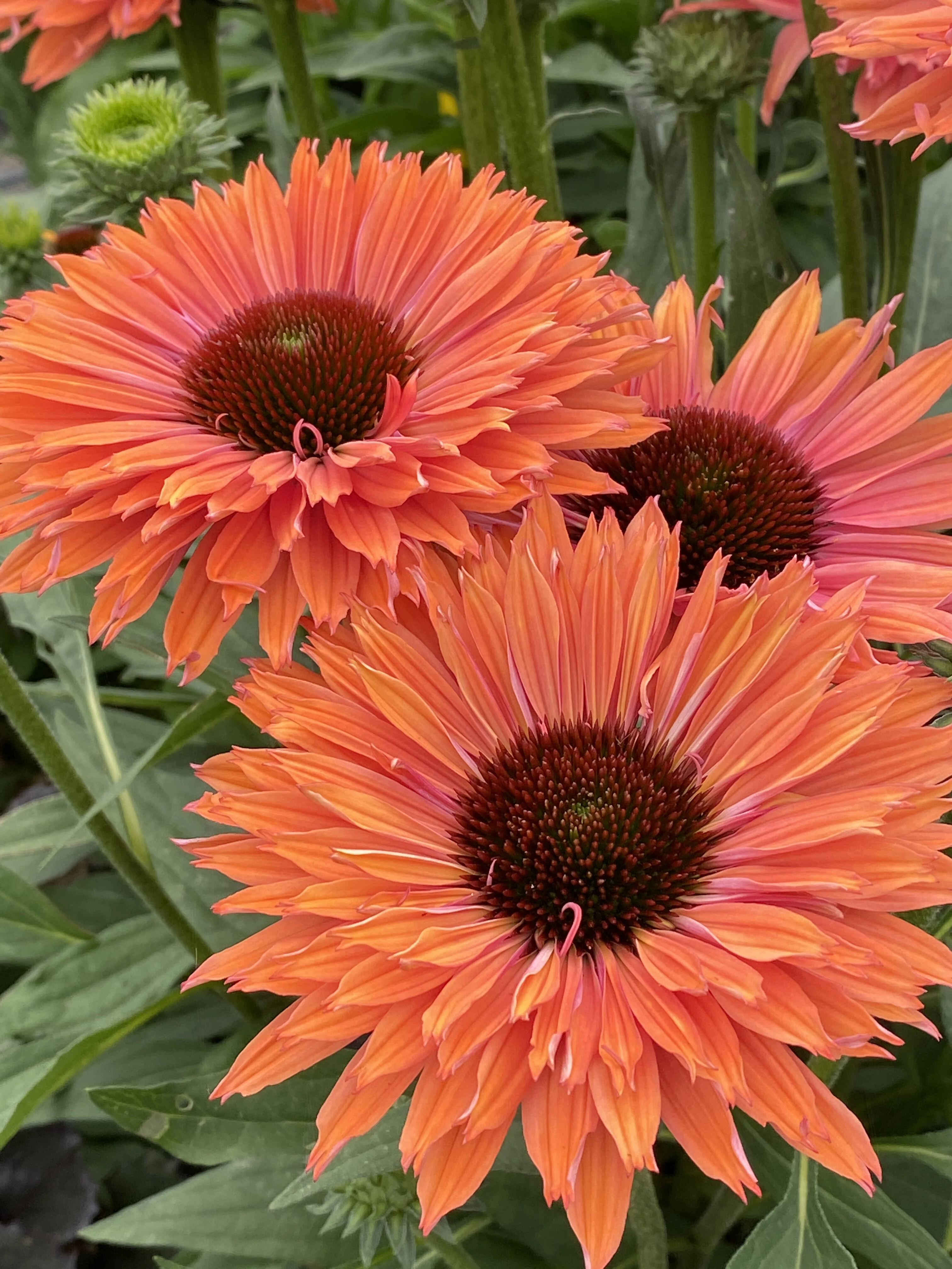 SunSeekers® Rainbow Coneflower 8 SunSeekers® Rainbow Coneflower