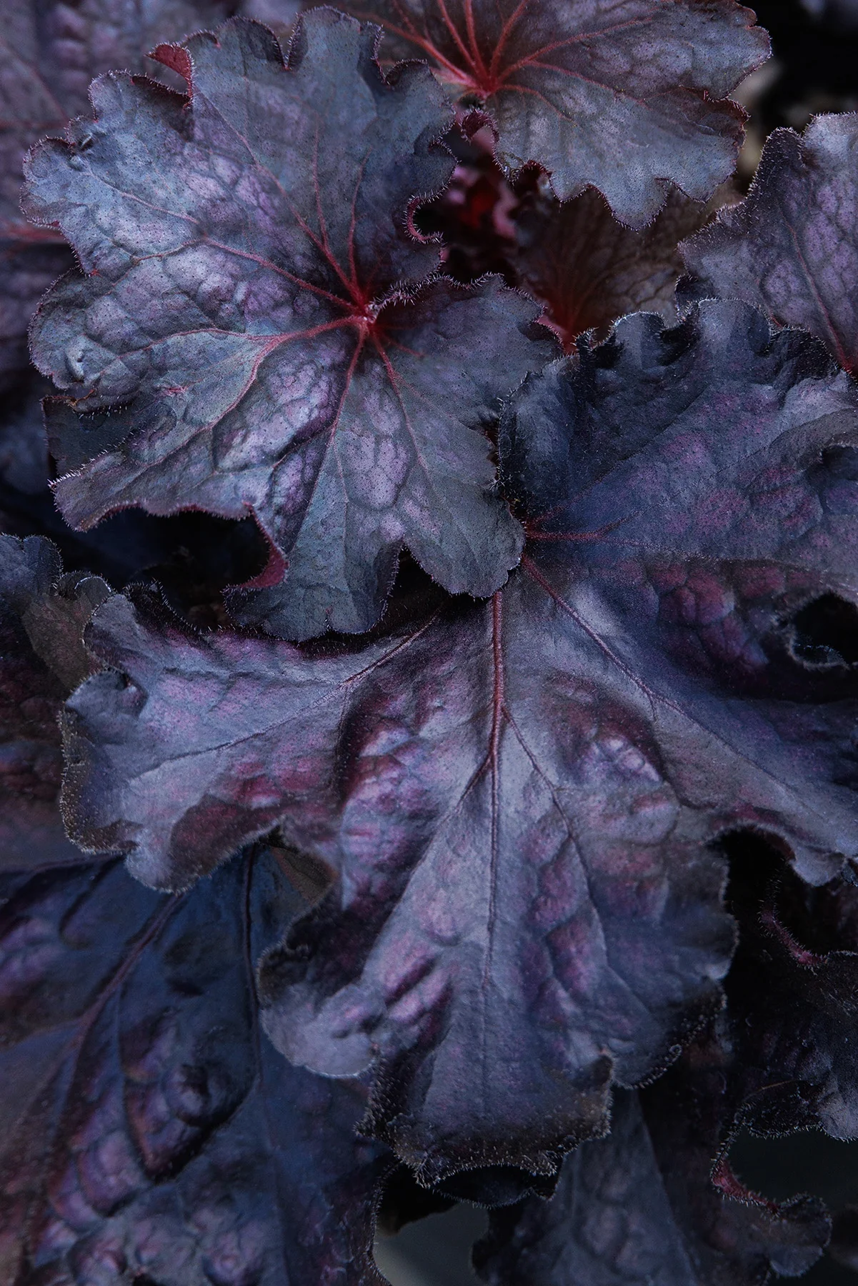 Forever® Midnight Heuchera 1 Forever® Midnight Heuchera