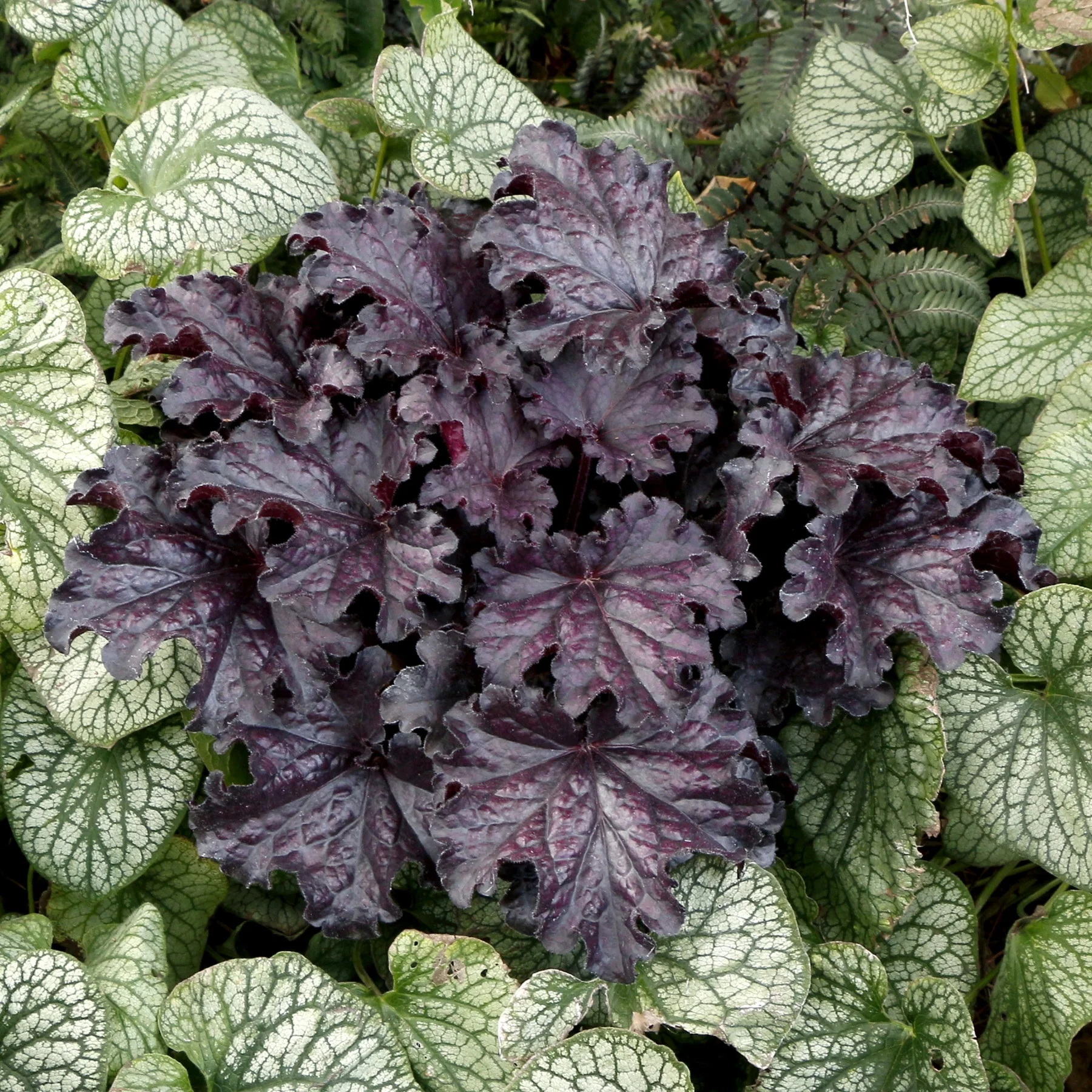 Forever® Midnight Heuchera 2 Forever® Midnight Heuchera