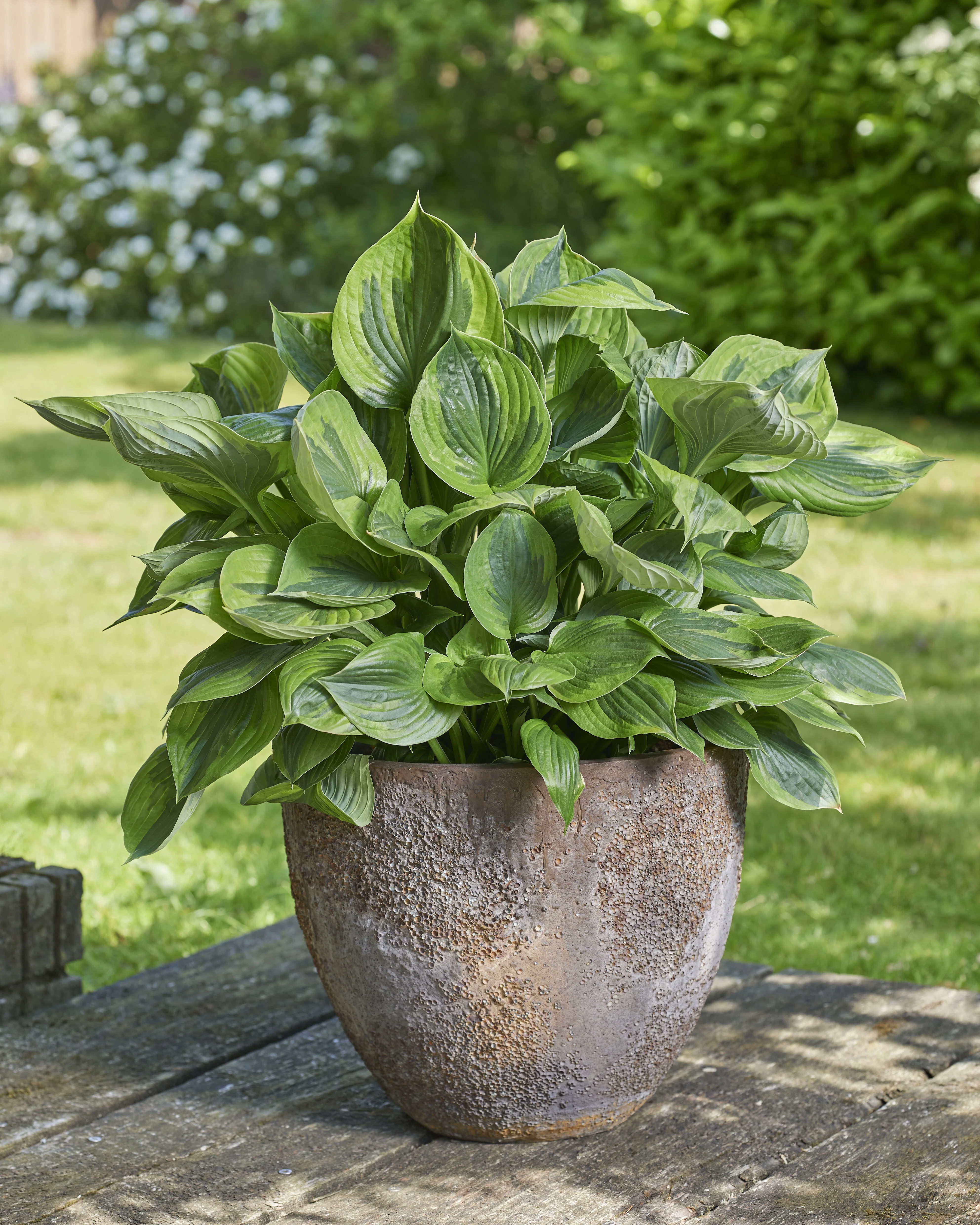 Green Patriot Hosta 3 Green Patriot Hosta