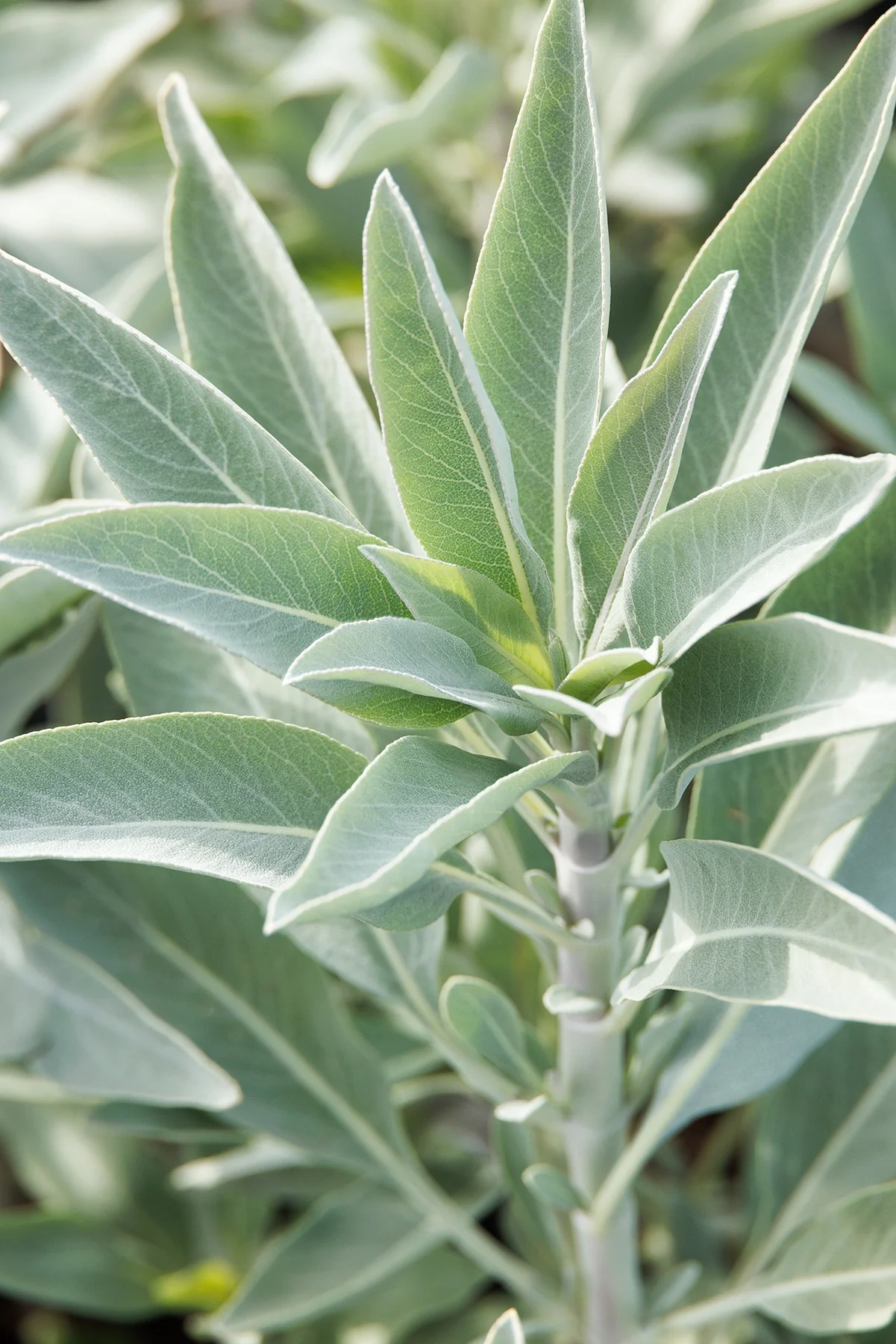 White Sage 1 White Sage