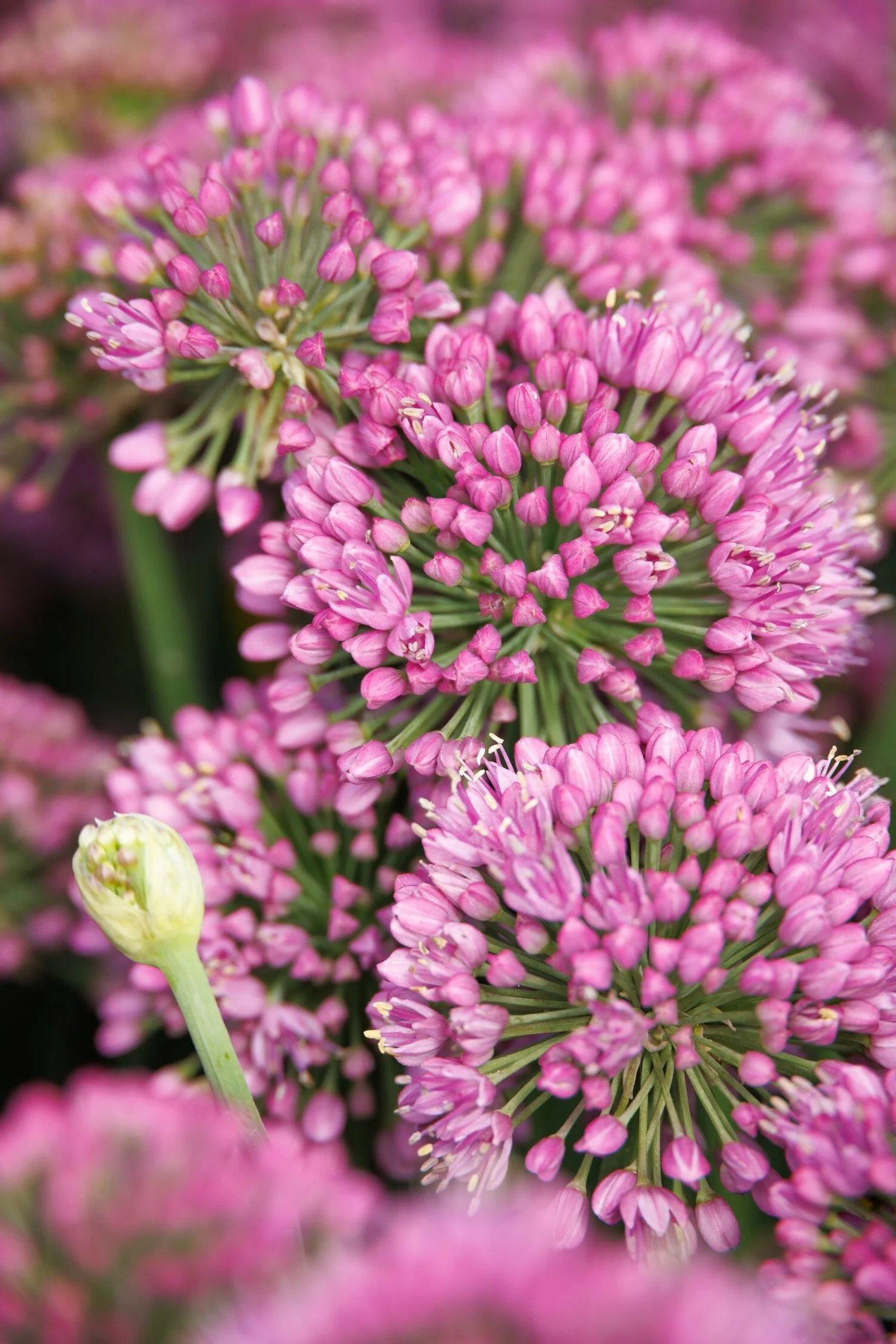 Cobalt Millenium Ornamental Onion 2 Cobalt Millenium Ornamental Onion
