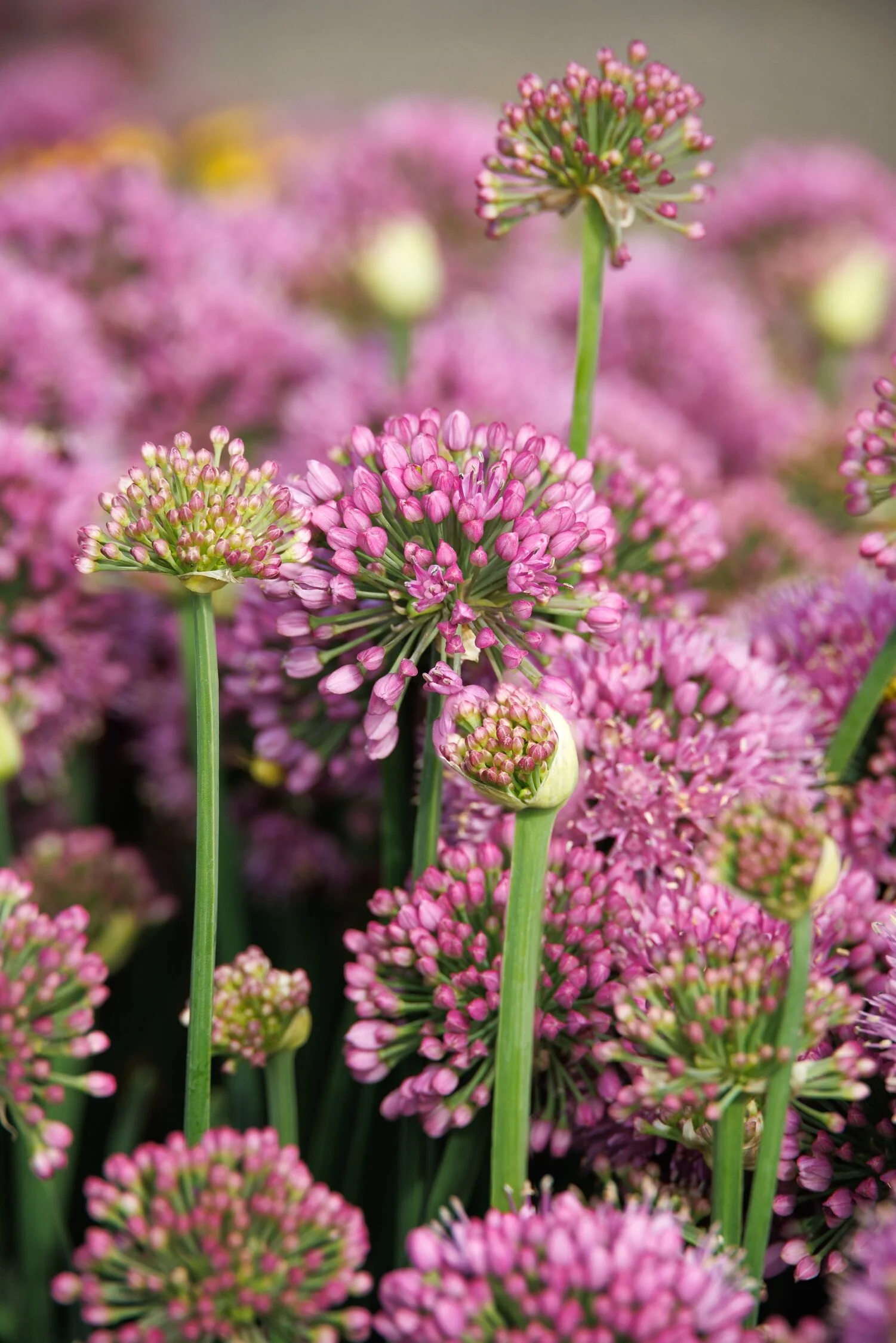 Cobalt Millenium Ornamental Onion 2 Cobalt Millenium Ornamental Onion