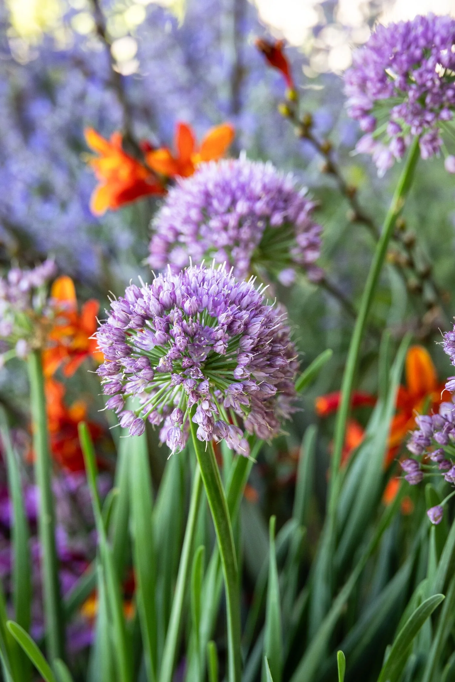 Cobalt Millenium Ornamental Onion 3 Cobalt Millenium Ornamental Onion