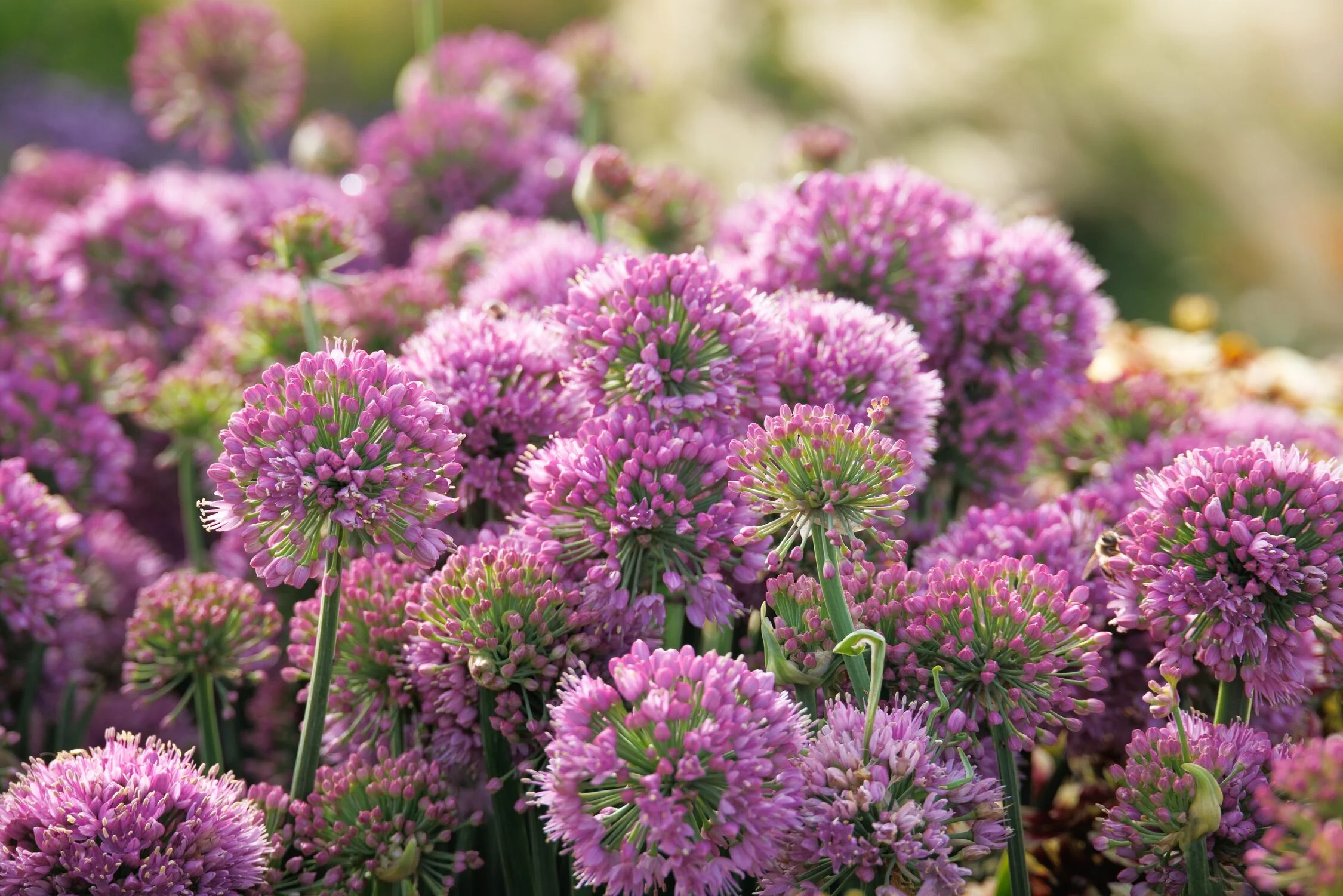 Cobalt Millenium Ornamental Onion 4 Cobalt Millenium Ornamental Onion