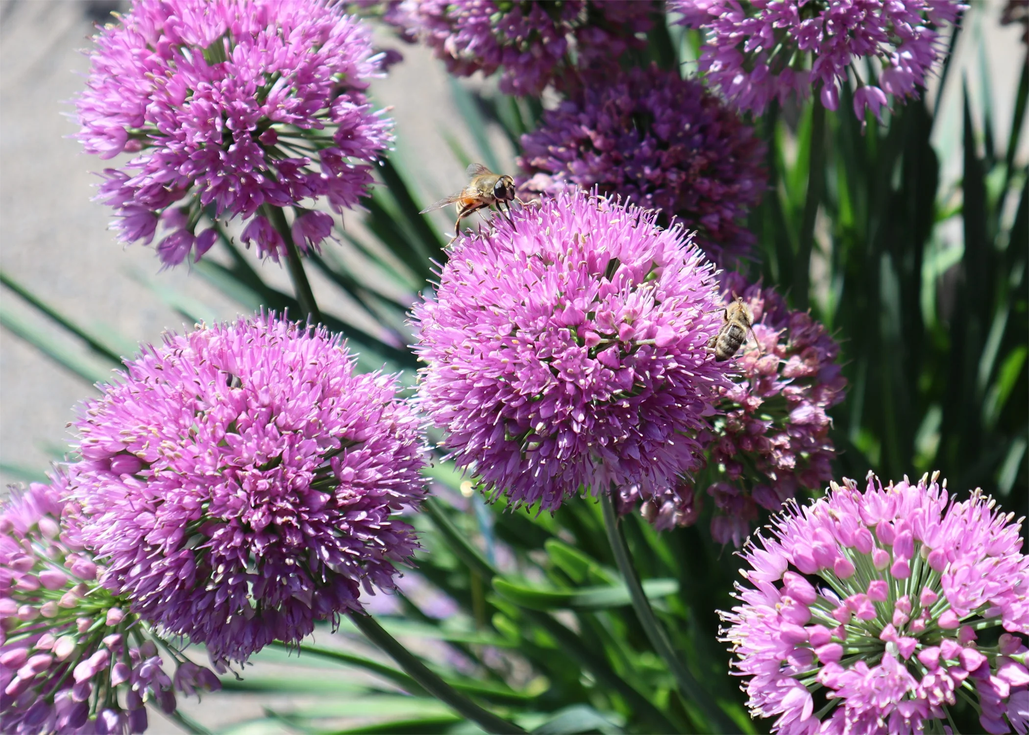 Cobalt Millenium Ornamental Onion 5 Cobalt Millenium Ornamental Onion