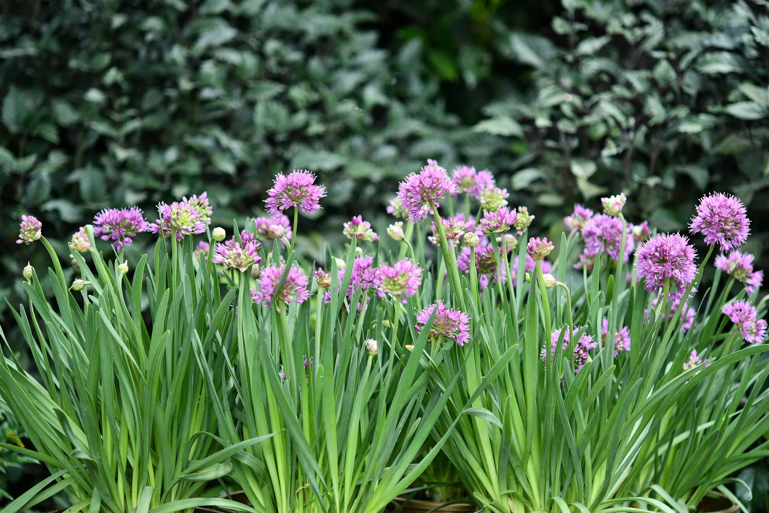 Cobalt Millenium Ornamental Onion 6 Cobalt Millenium Ornamental Onion