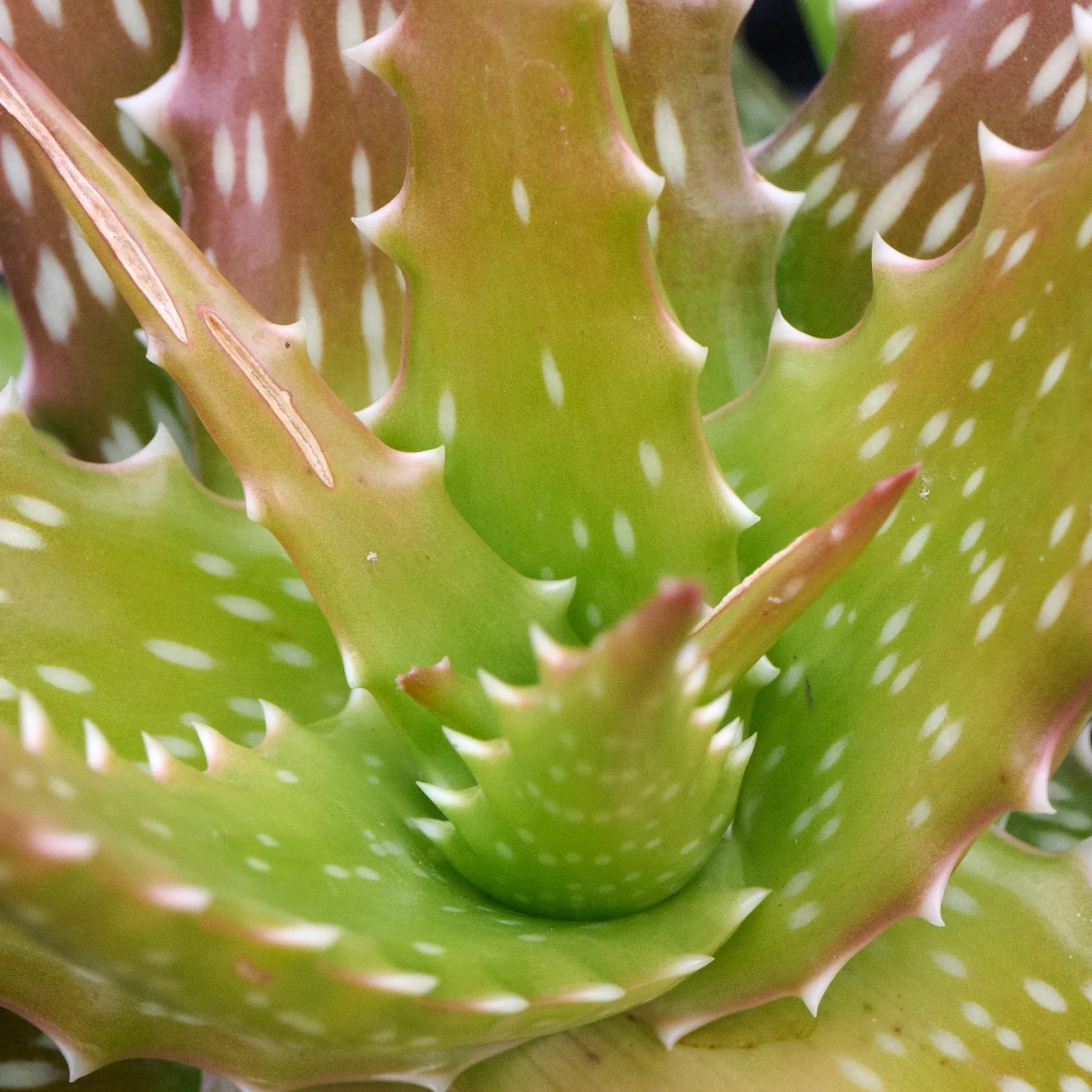 Canary Yellow Aloe 12 Canary Yellow Aloe