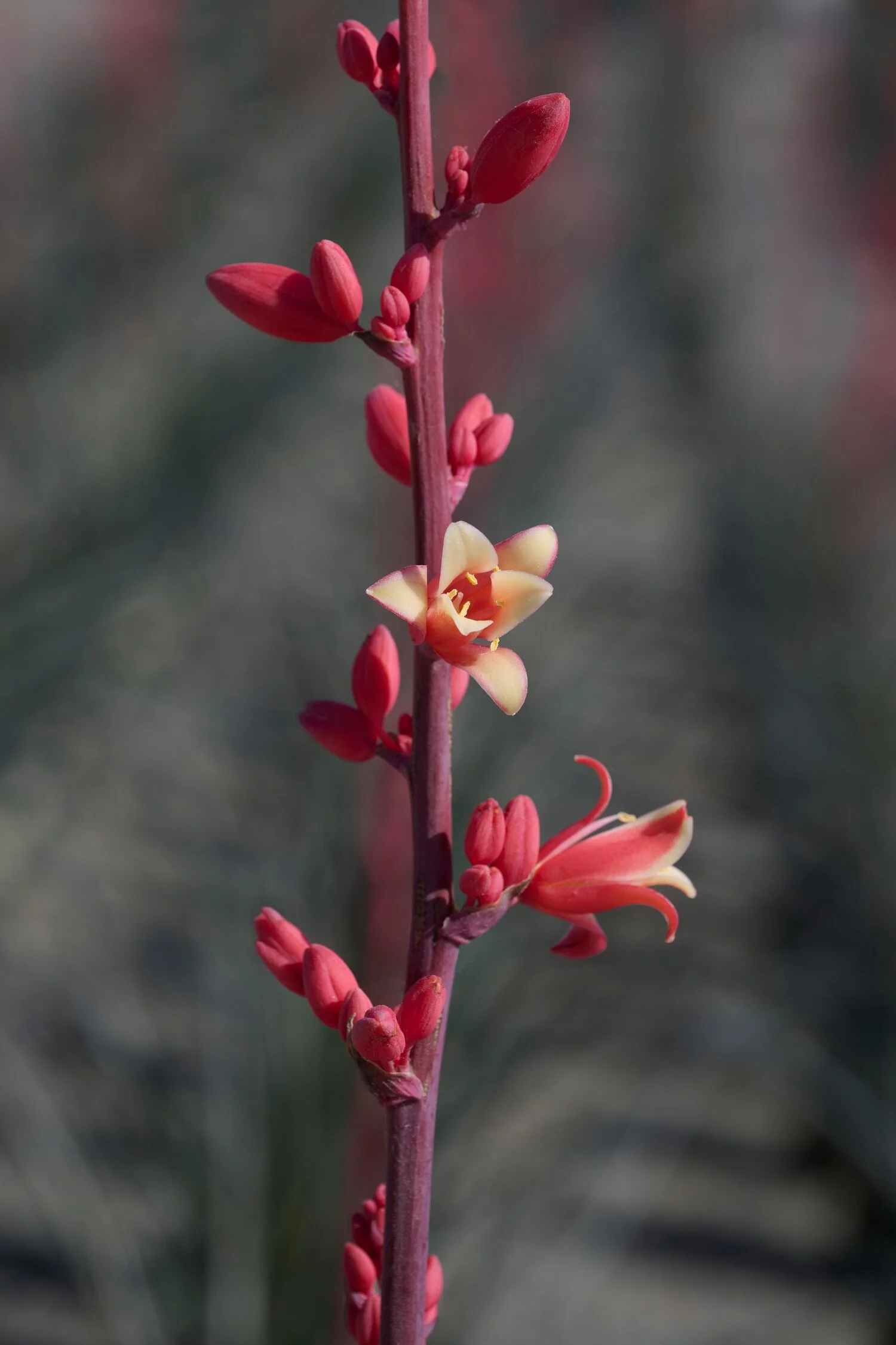 Little Giant Hesperaloe