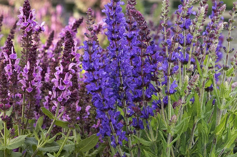 Rose Marvel and Dark Matter™ Meadow Sage Duo