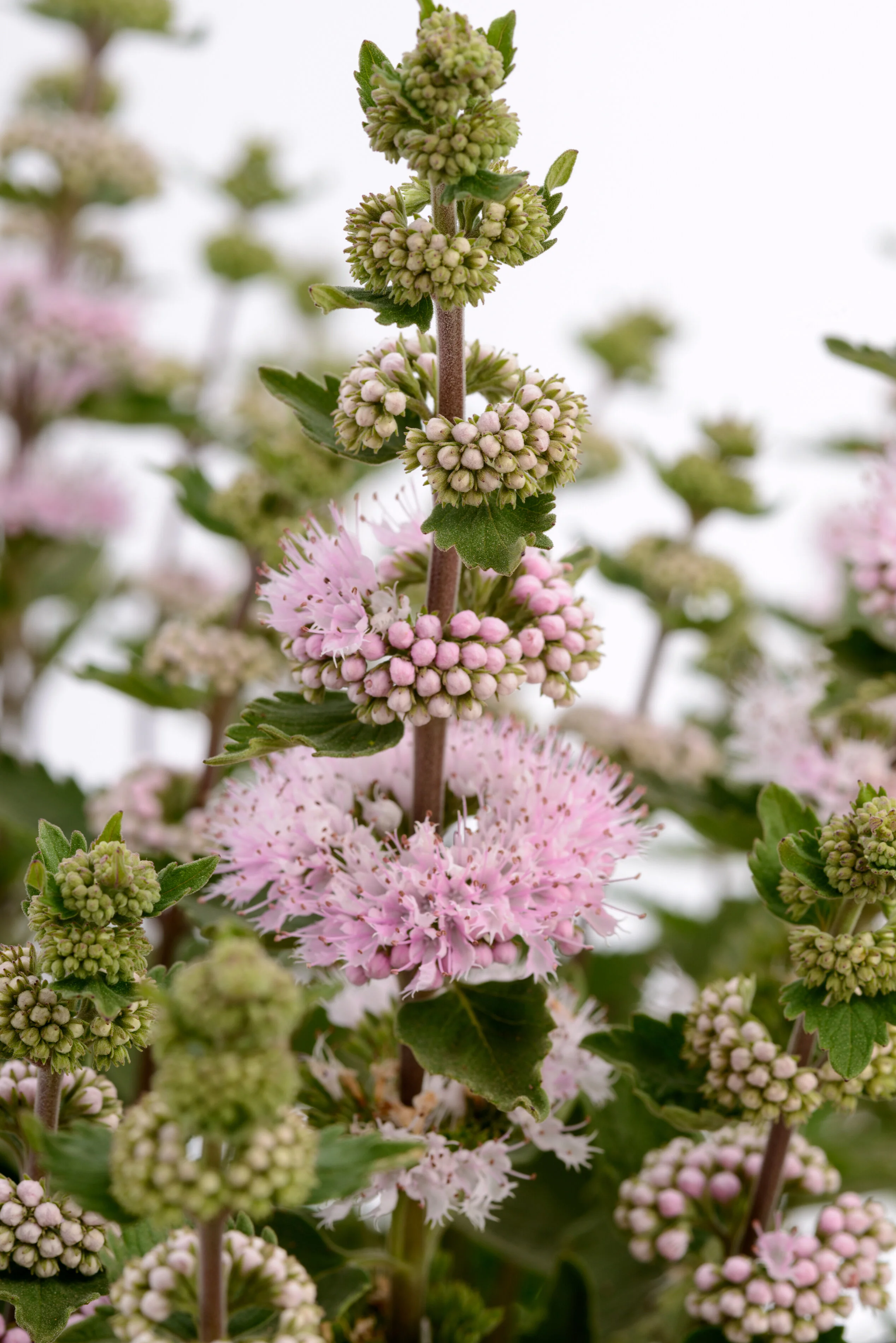 Pavilion™ Pink Bluebeard
