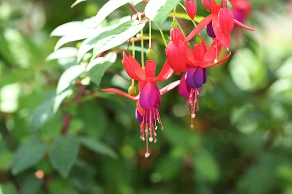 Stand-Up Red Lilac Fuchsia