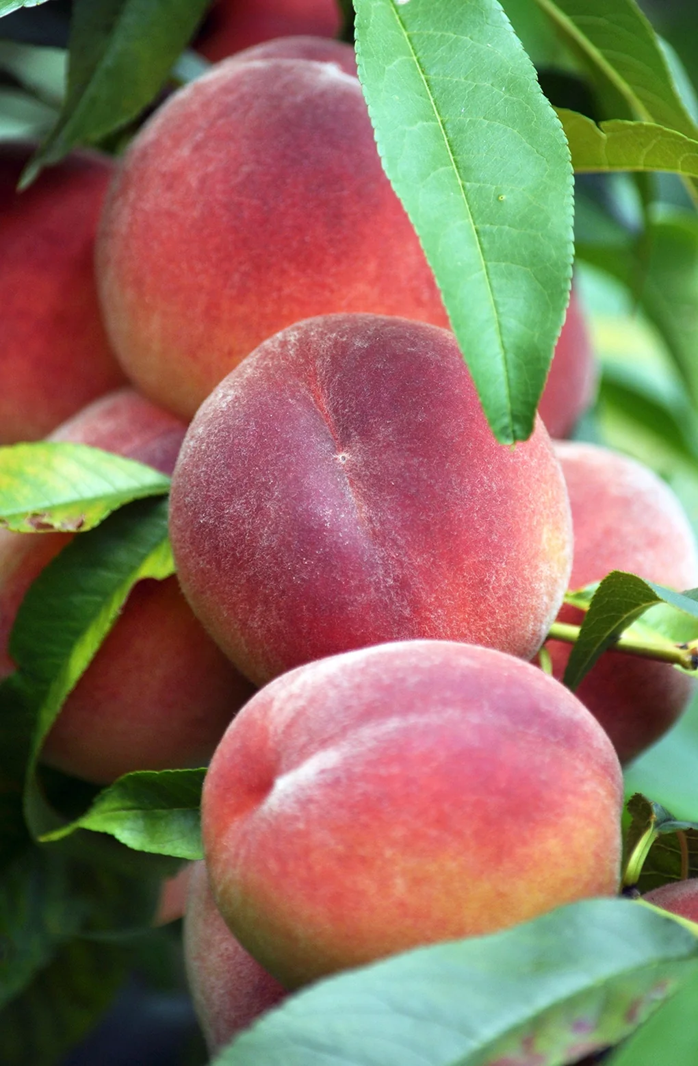 Sweet Sensation Peach