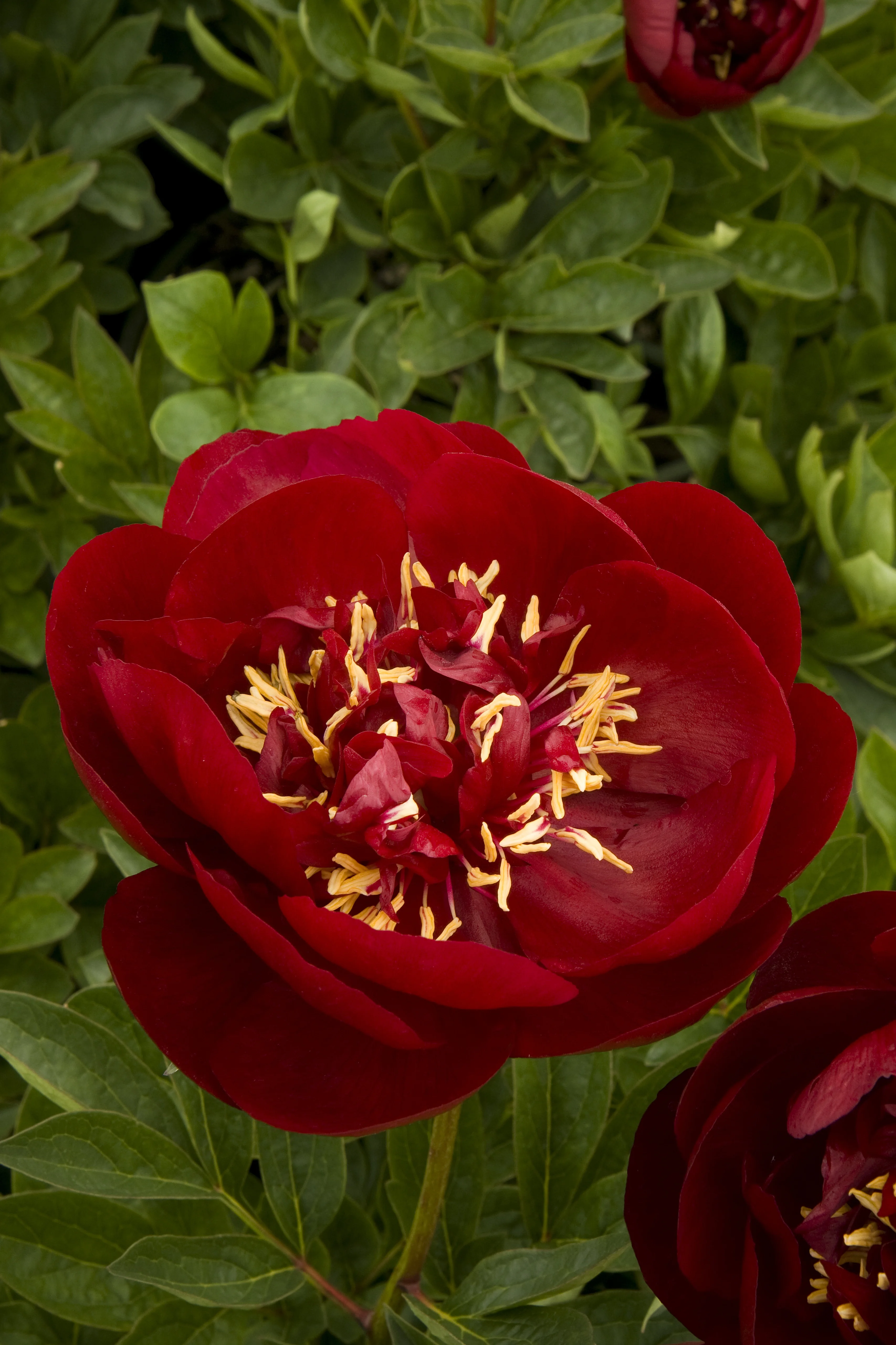 Buckeye Belle Herbaceous Peony