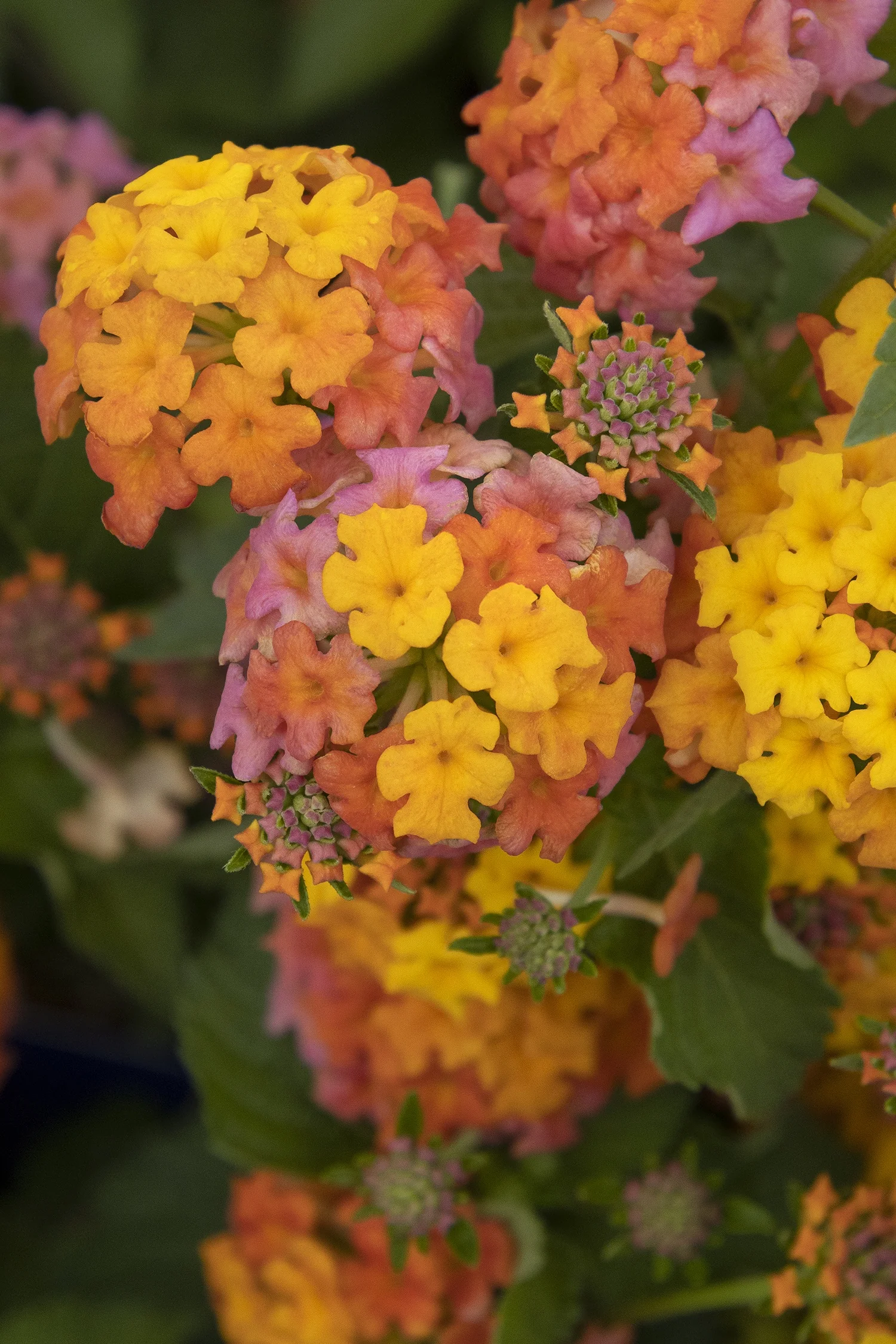 Miss Huff Hardy Lantana 1 Miss Huff Hardy Lantana