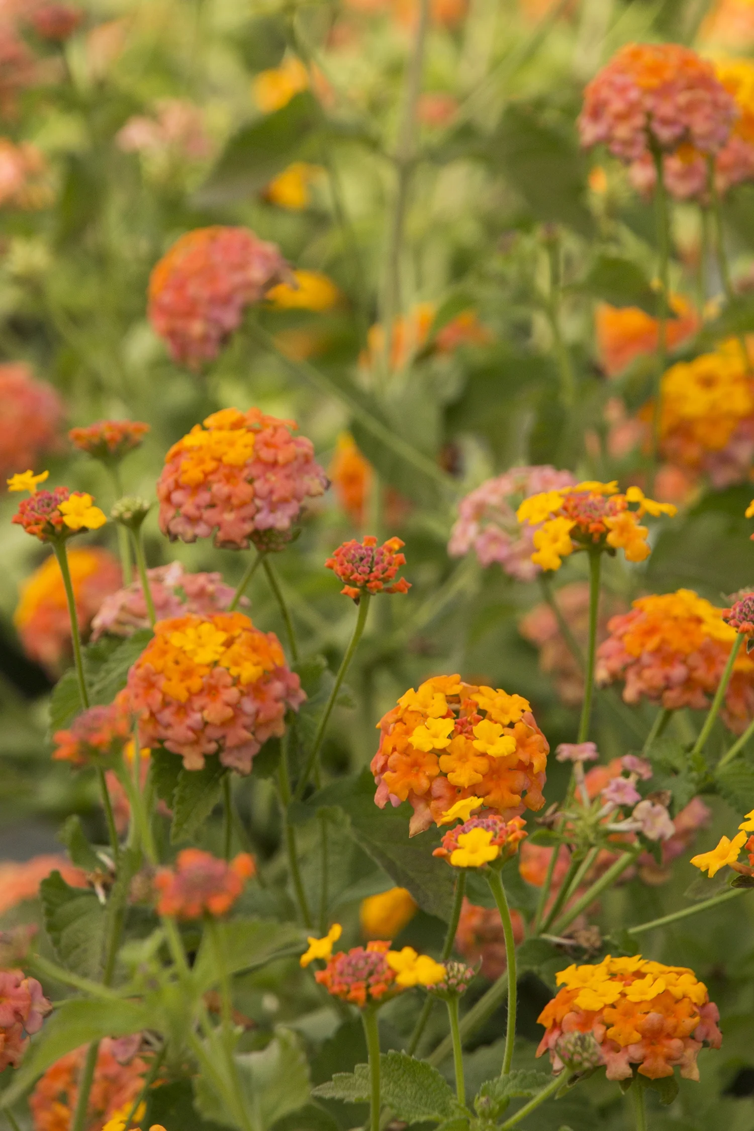 Miss Huff Hardy Lantana 2 Miss Huff Hardy Lantana