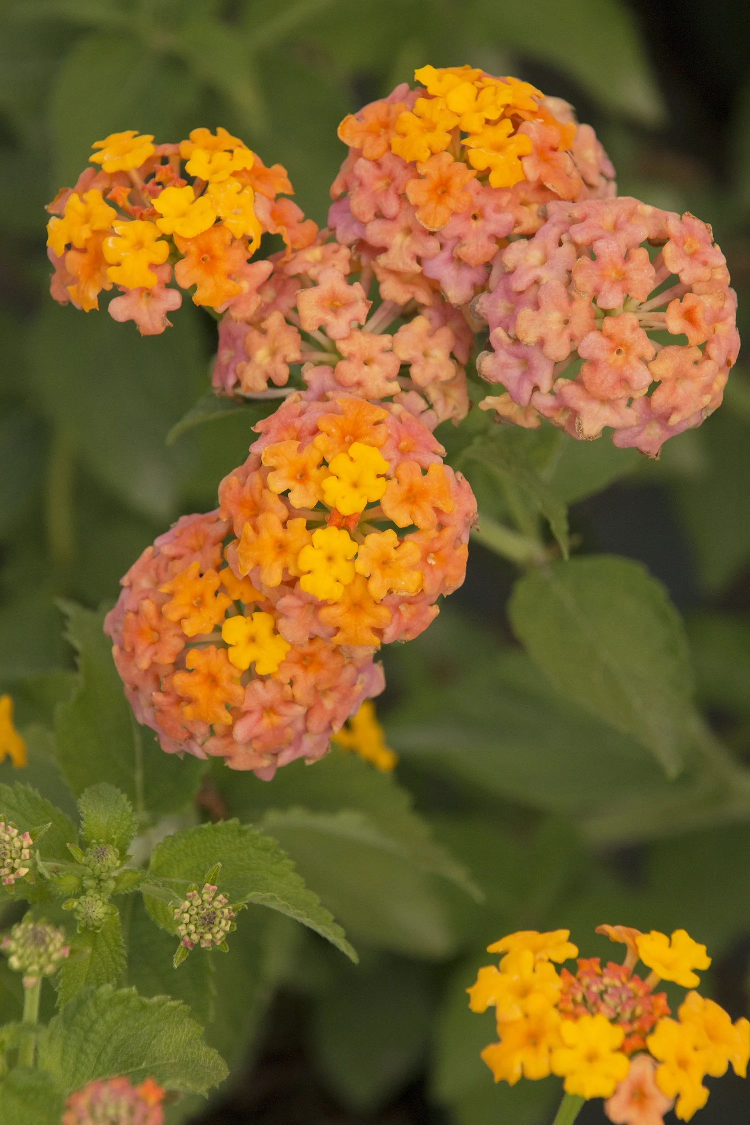 Miss Huff Hardy Lantana 3 Miss Huff Hardy Lantana