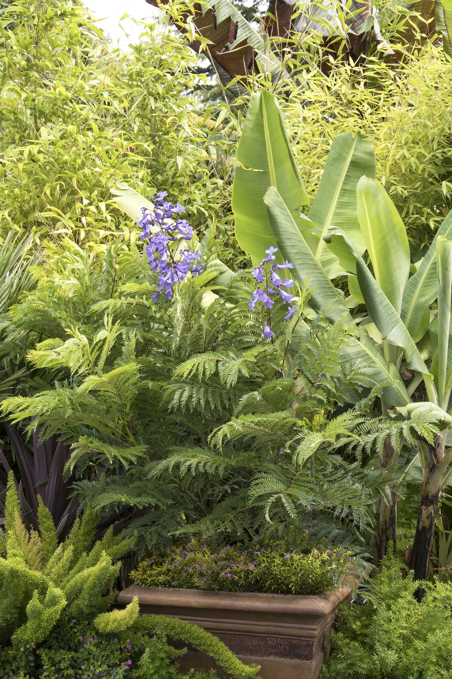 Bonsai Blue Jacaranda 5 Bonsai Blue Jacaranda