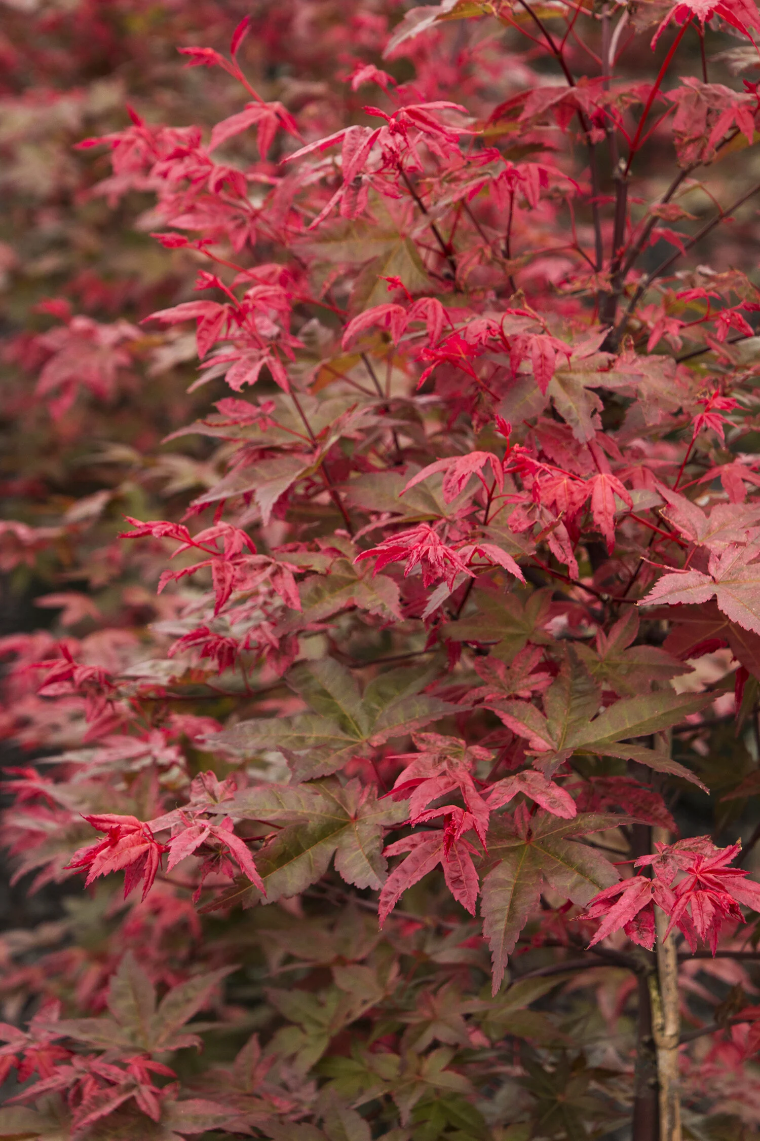 Shin Deshojo Japanese Maple