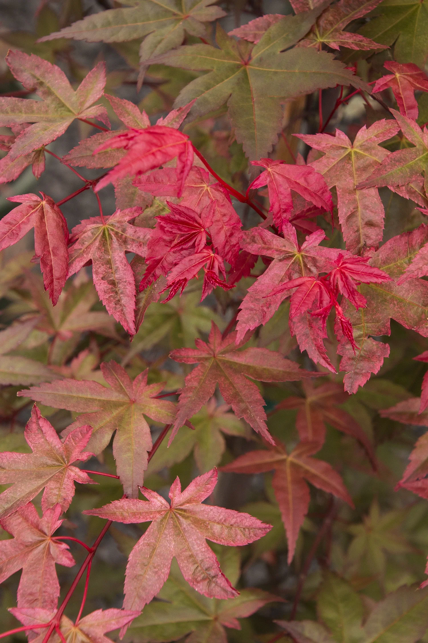 Shin Deshojo Japanese Maple 2 Shin Deshojo Japanese Maple