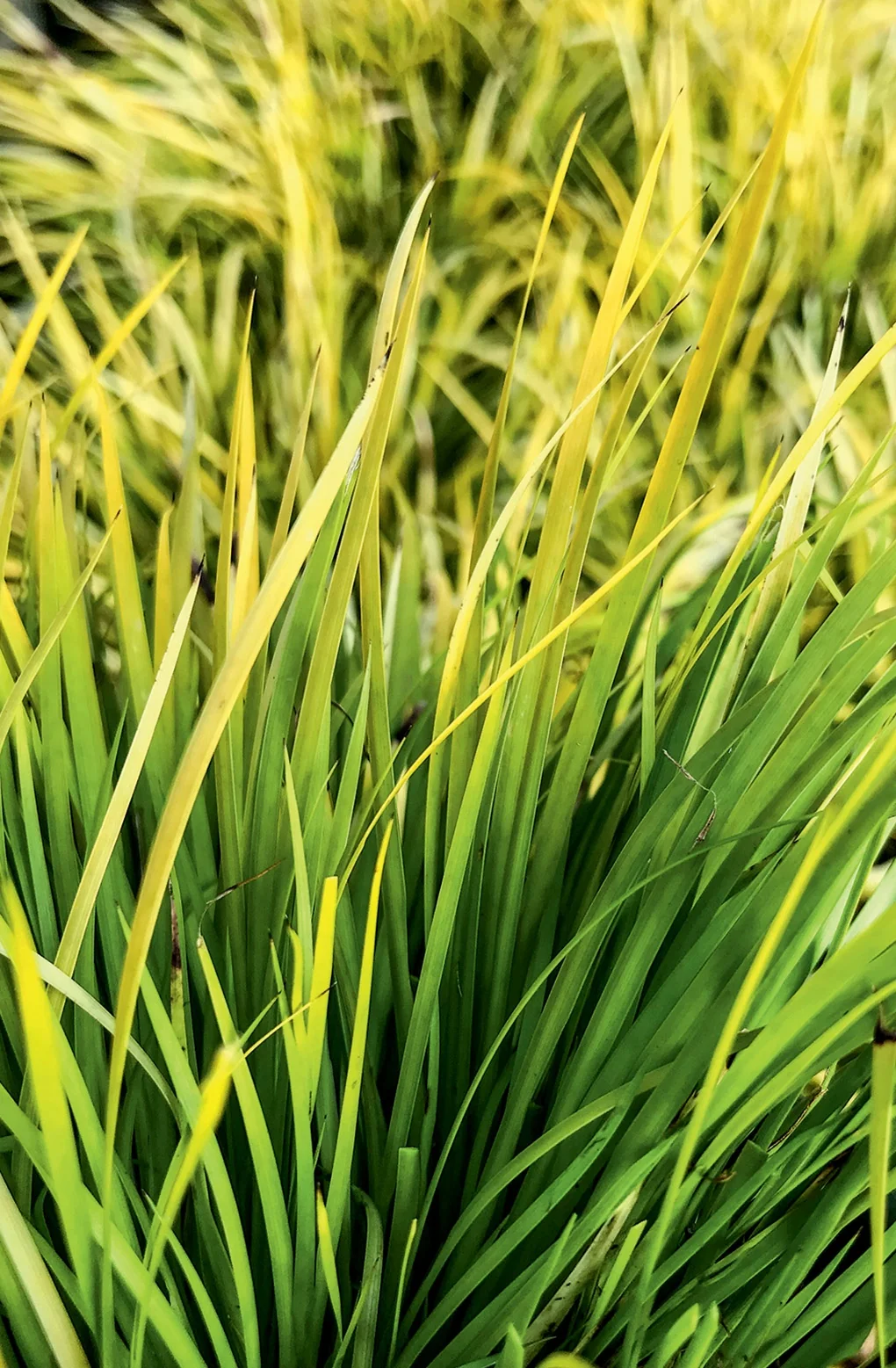Dwarf Golden Sweet Flag