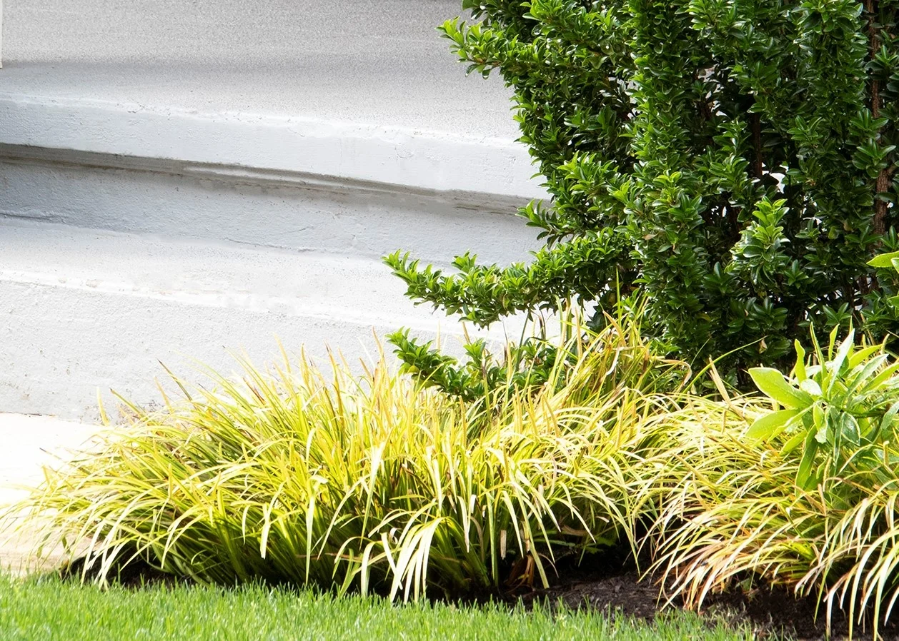 Dwarf Golden Sweet Flag