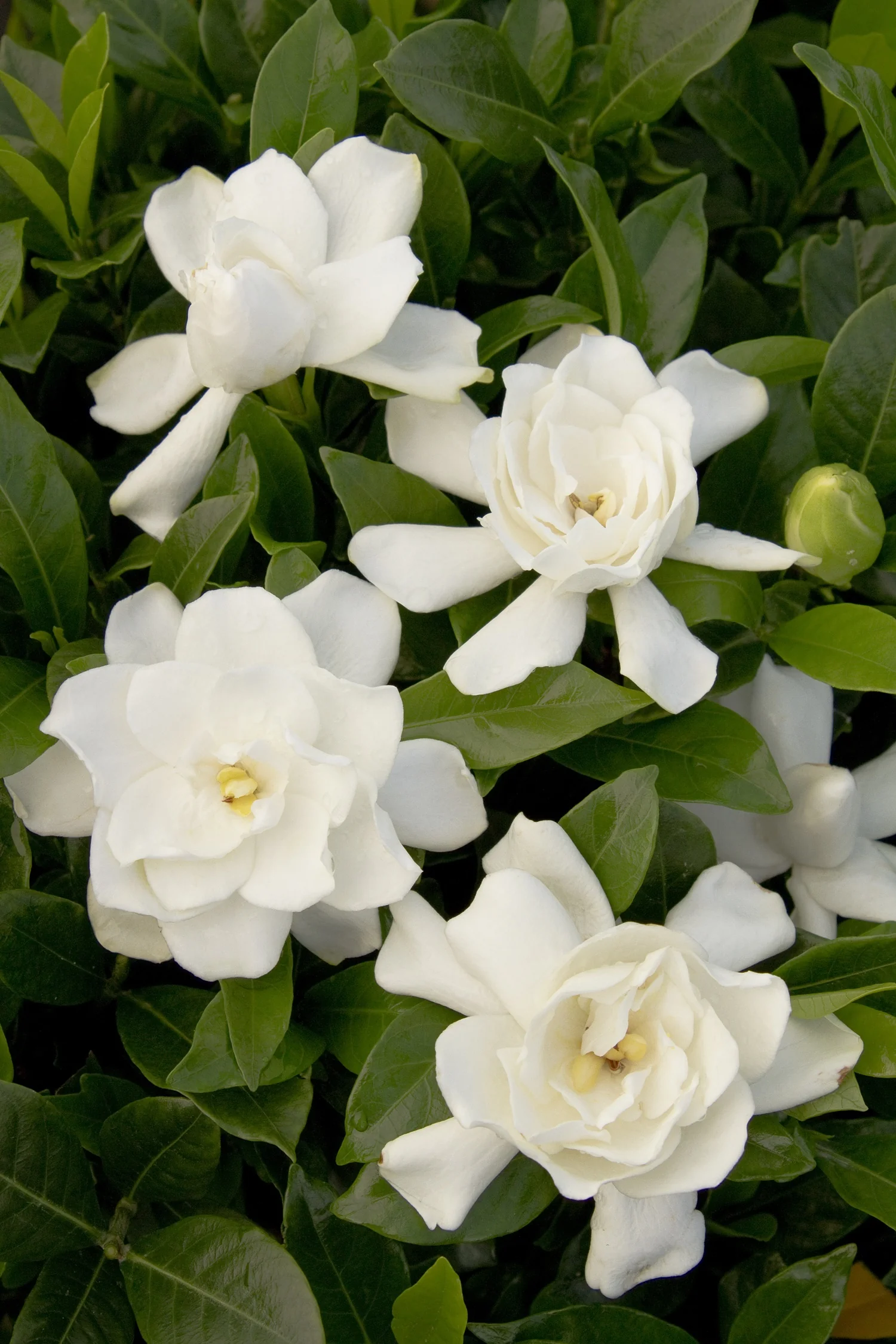 August Beauty Gardenia
