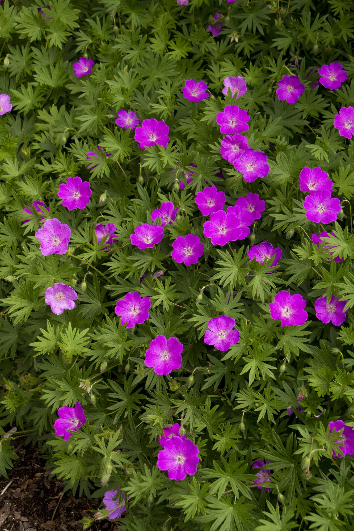 Max Frei Bloody Cranesbill