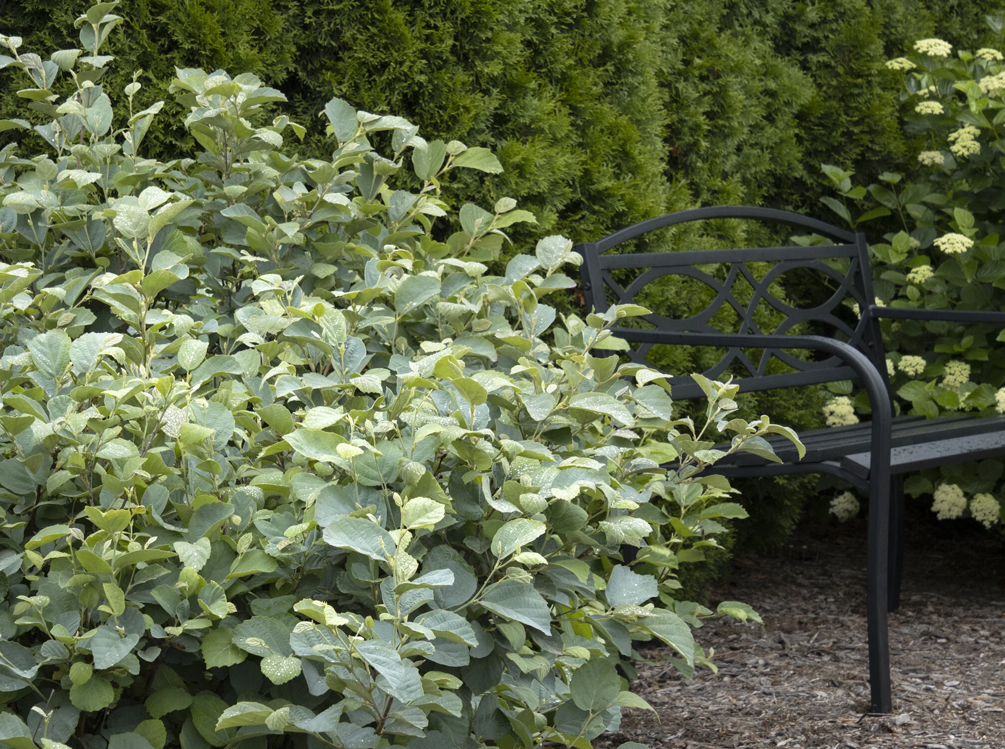 Blue Shadow Fothergilla