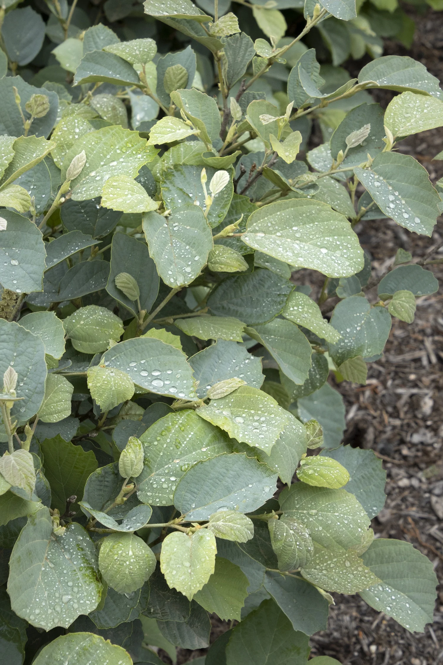Blue Shadow Fothergilla