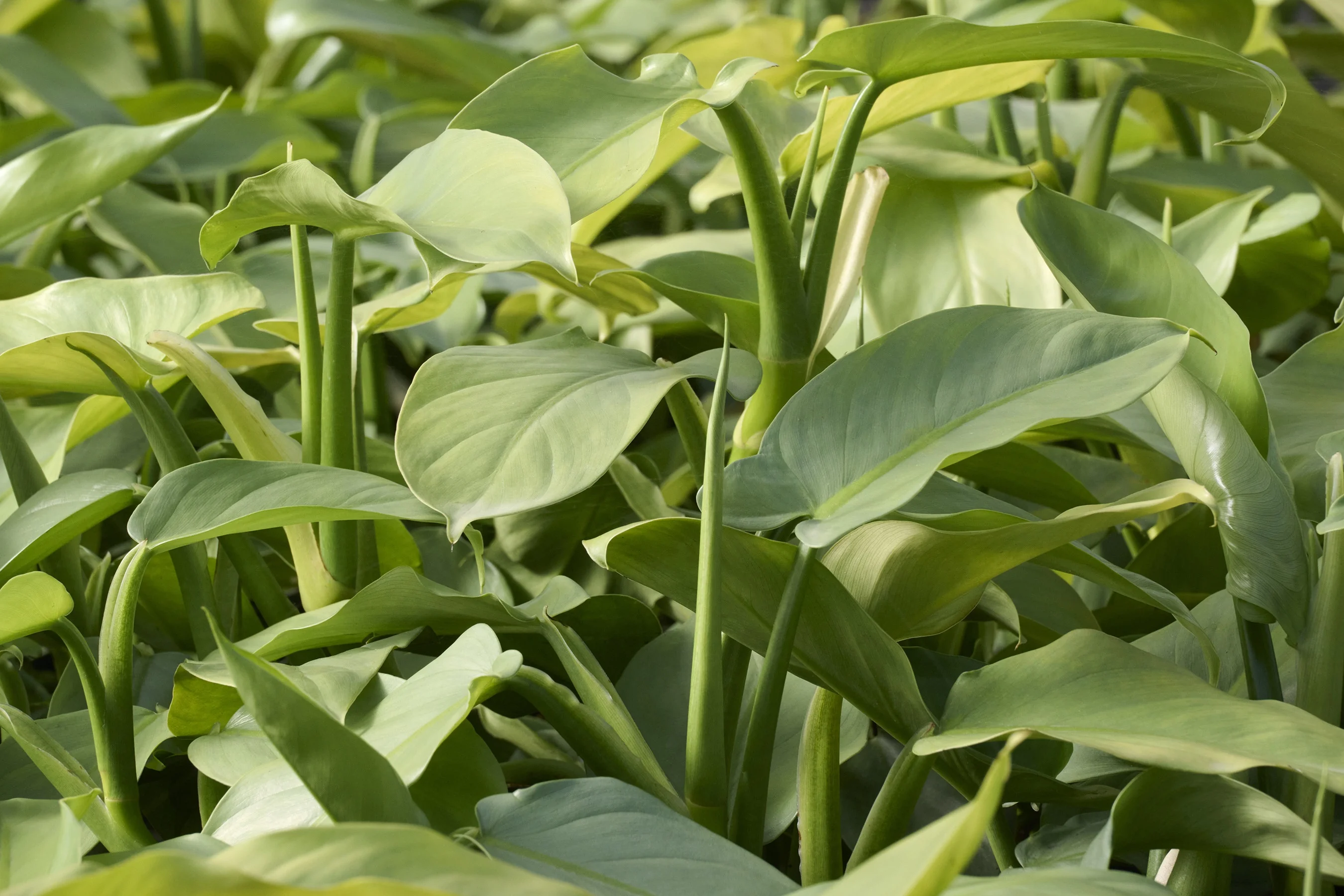 Silver Sword Philodendron 5 Silver Sword Philodendron