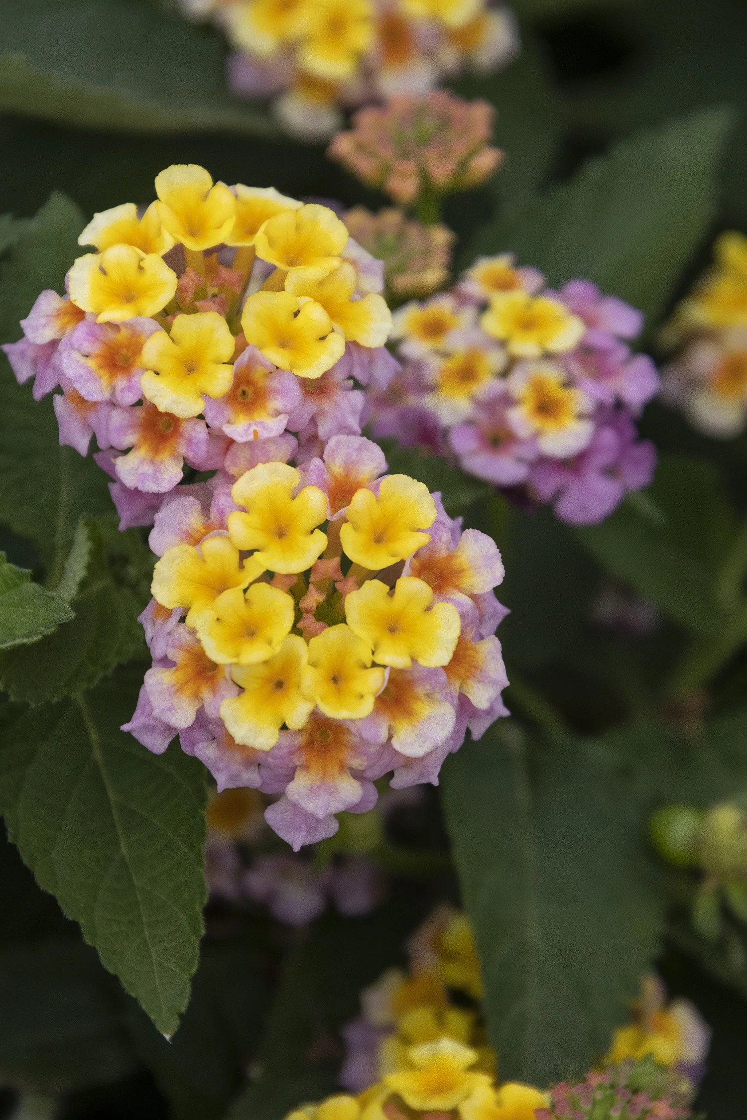 Mary Ann Lantana 6 Mary Ann Lantana