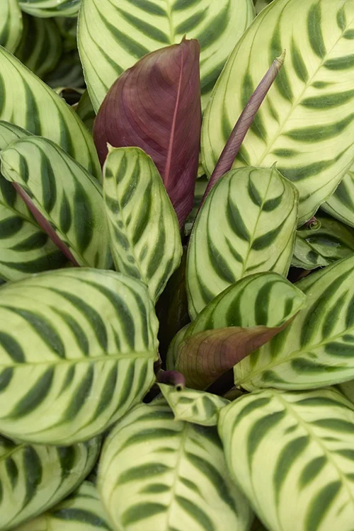 Maranta 1 Maranta