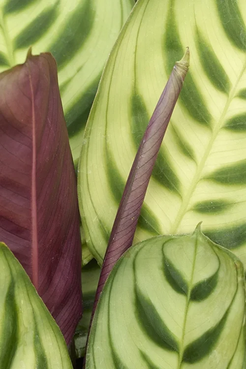 Maranta 2 Maranta