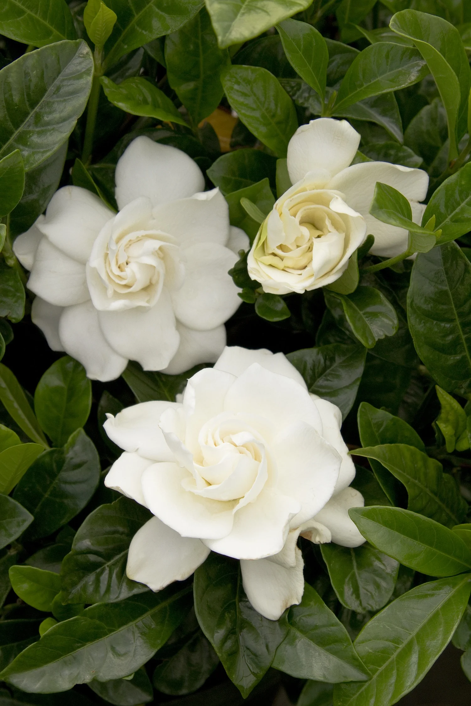 First Love Gardenia (Grafted)