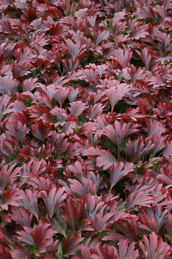 Red-Leafed Mukdenia 8 Red-Leafed Mukdenia