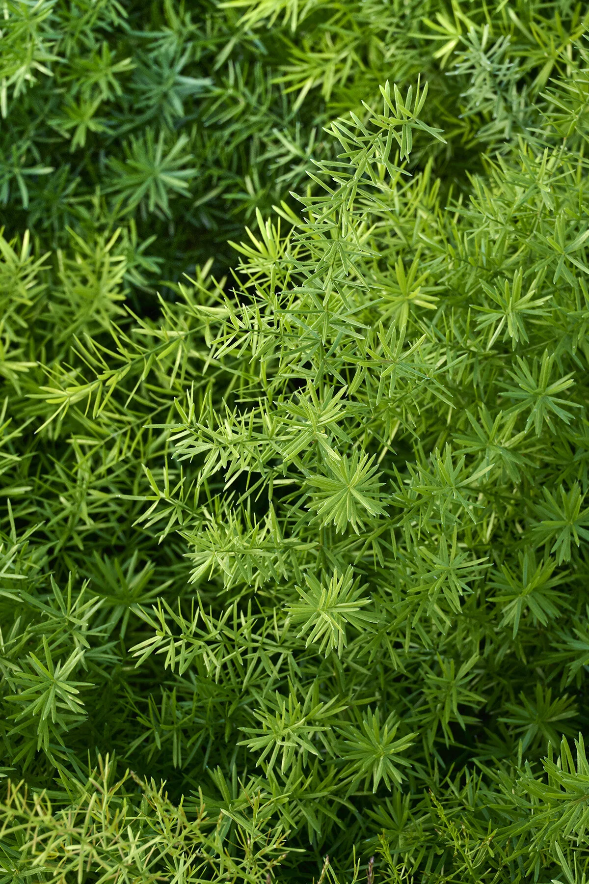 Compact Sprenger Asparagus Fern 1 Compact Sprenger Asparagus Fern