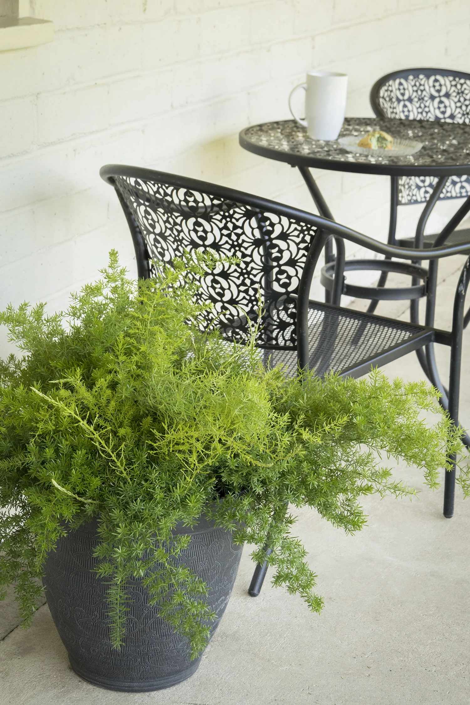 Compact Sprenger Asparagus Fern 2 Compact Sprenger Asparagus Fern