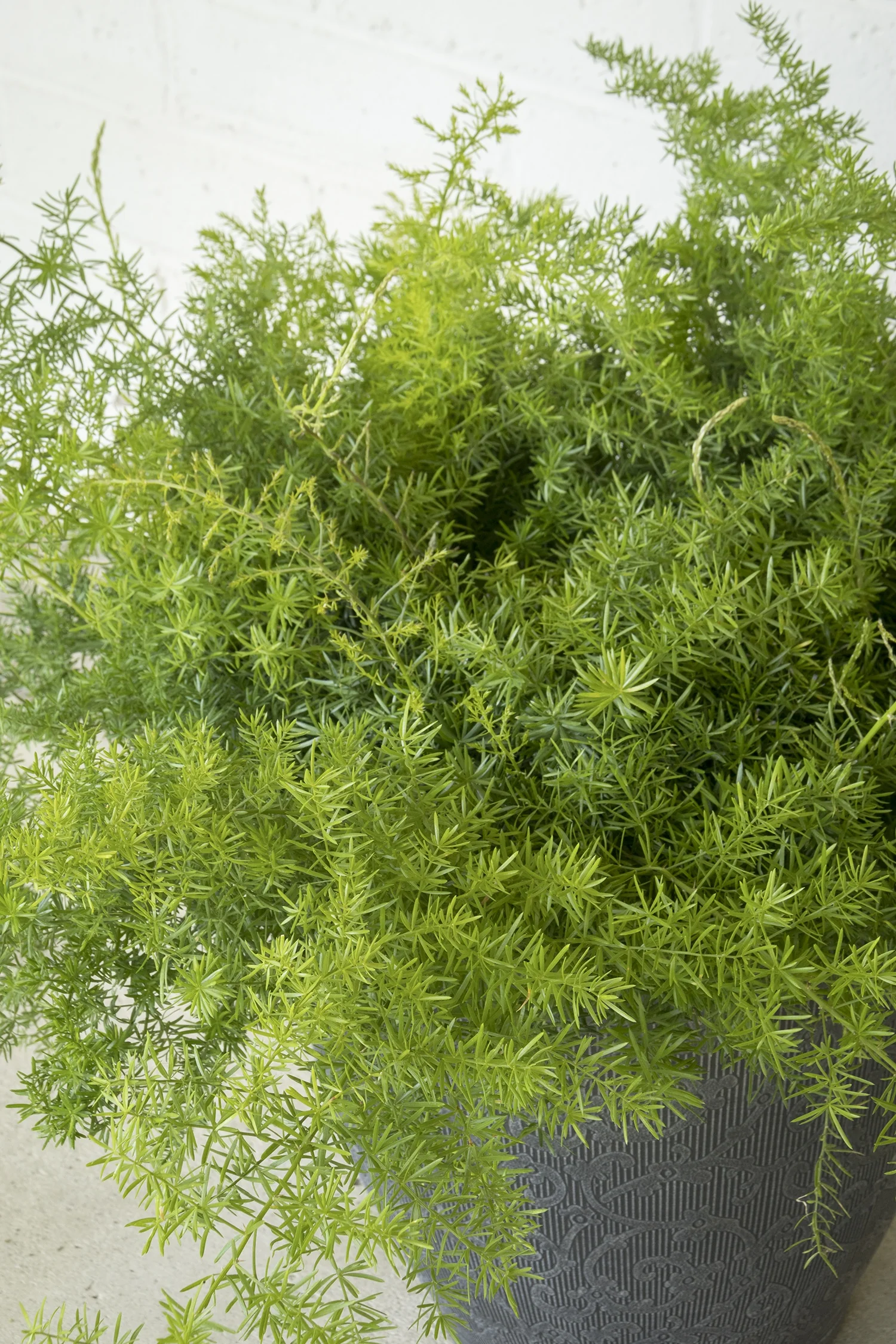Compact Sprenger Asparagus Fern 4 Compact Sprenger Asparagus Fern