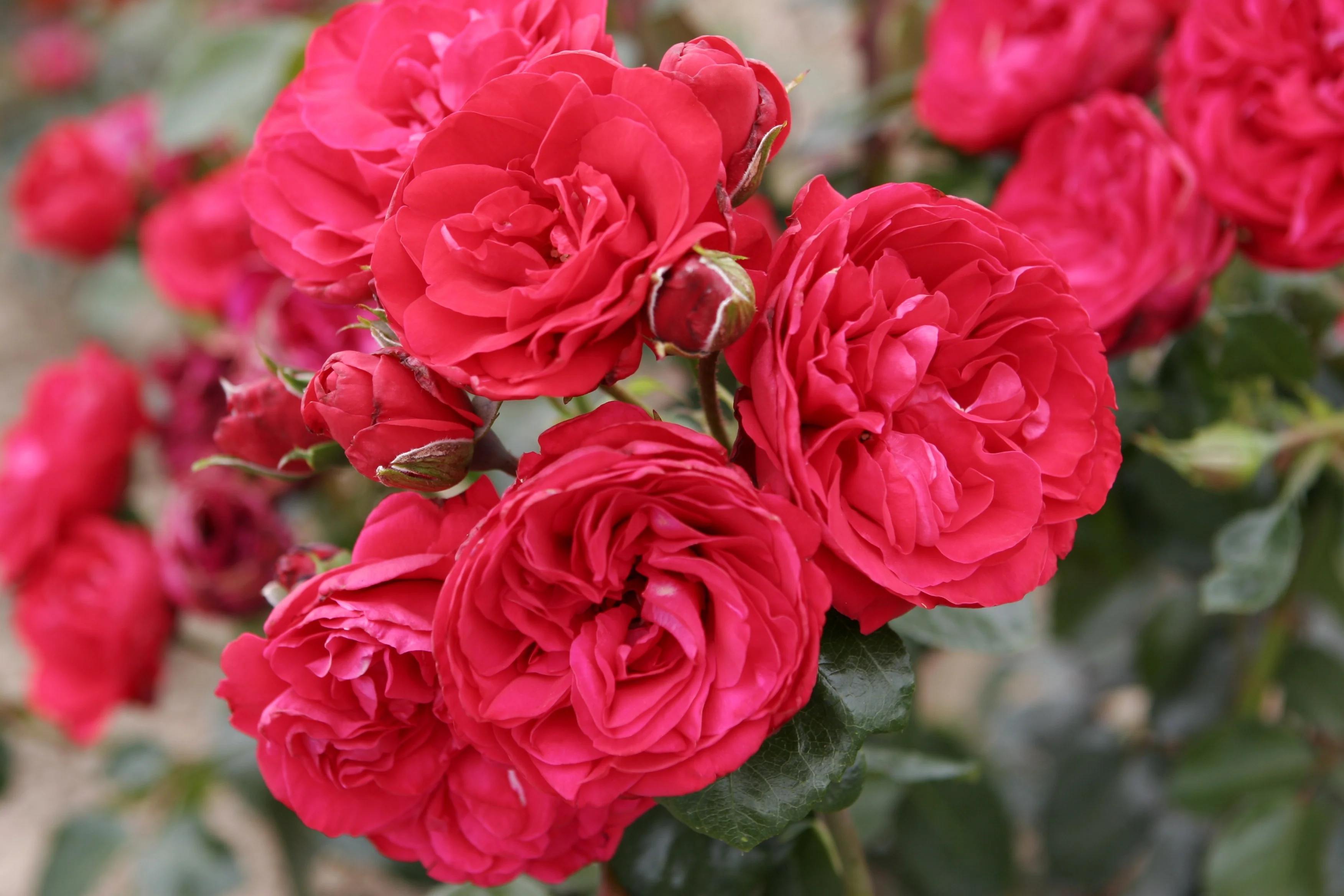 Crimson Sky™ Climbing Rose 4 Crimson Sky™ Climbing Rose