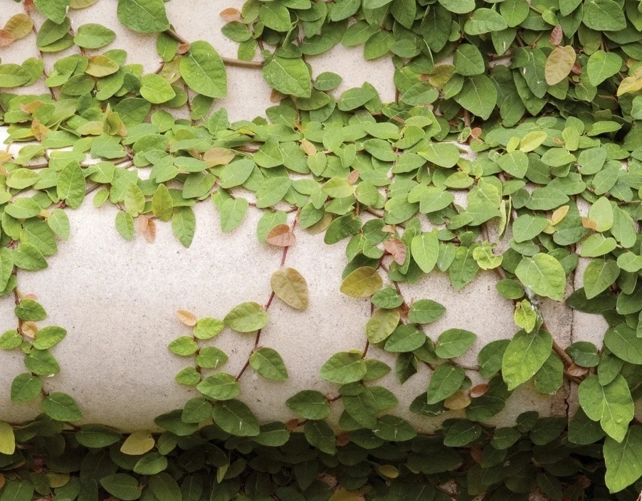 Creeping Fig