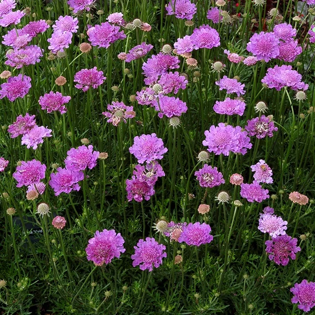 Vivid Violet Pincushion Flower