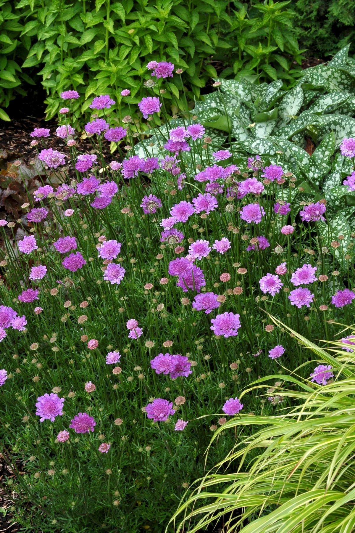 Vivid Violet Pincushion Flower 2 Vivid Violet Pincushion Flower
