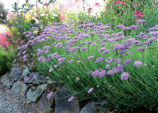 Vivid Violet Pincushion Flower 3 Vivid Violet Pincushion Flower