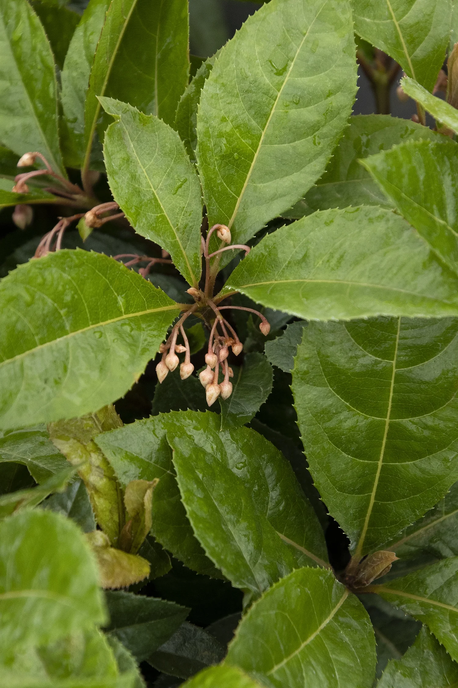 Chirimen Marlberry