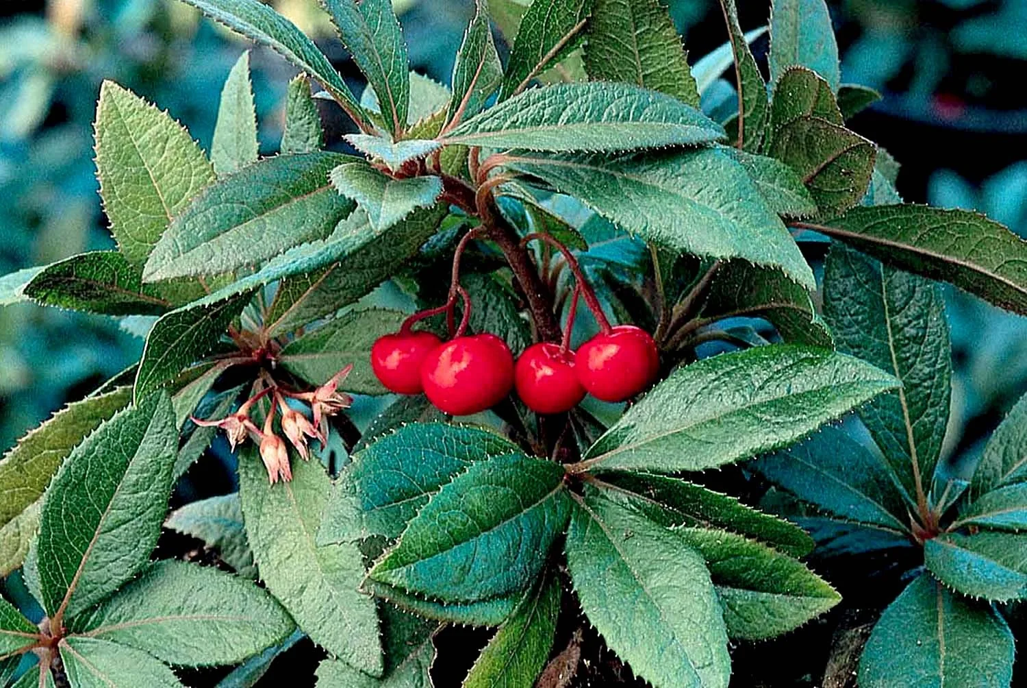 Chirimen Marlberry 2 Chirimen Marlberry