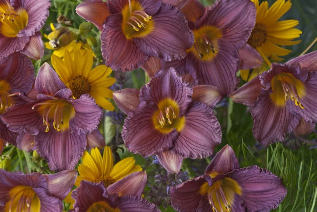 Purple de Oro Daylily