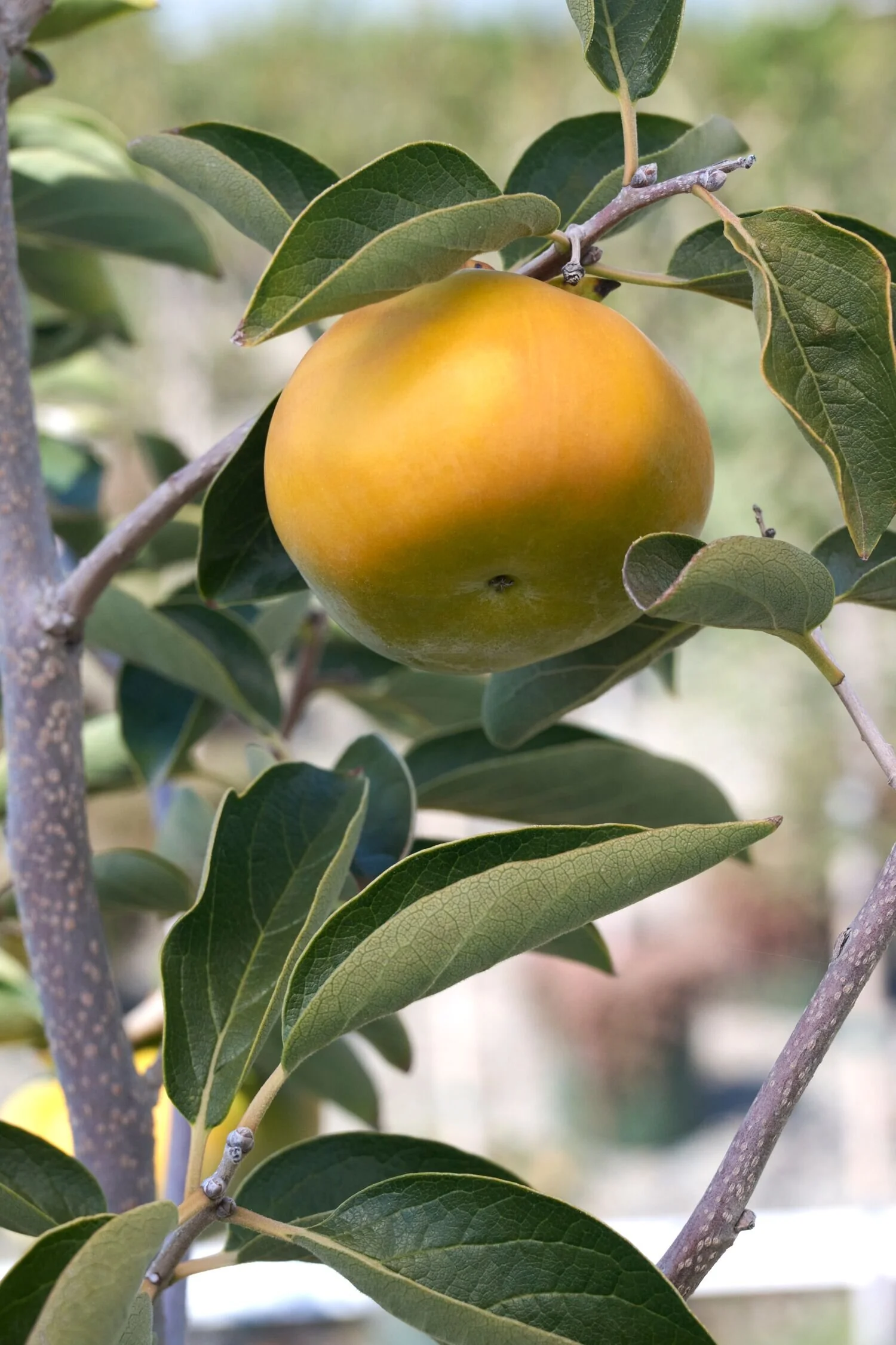 Fuyu Japanese Persimmon 2 Fuyu Japanese Persimmon