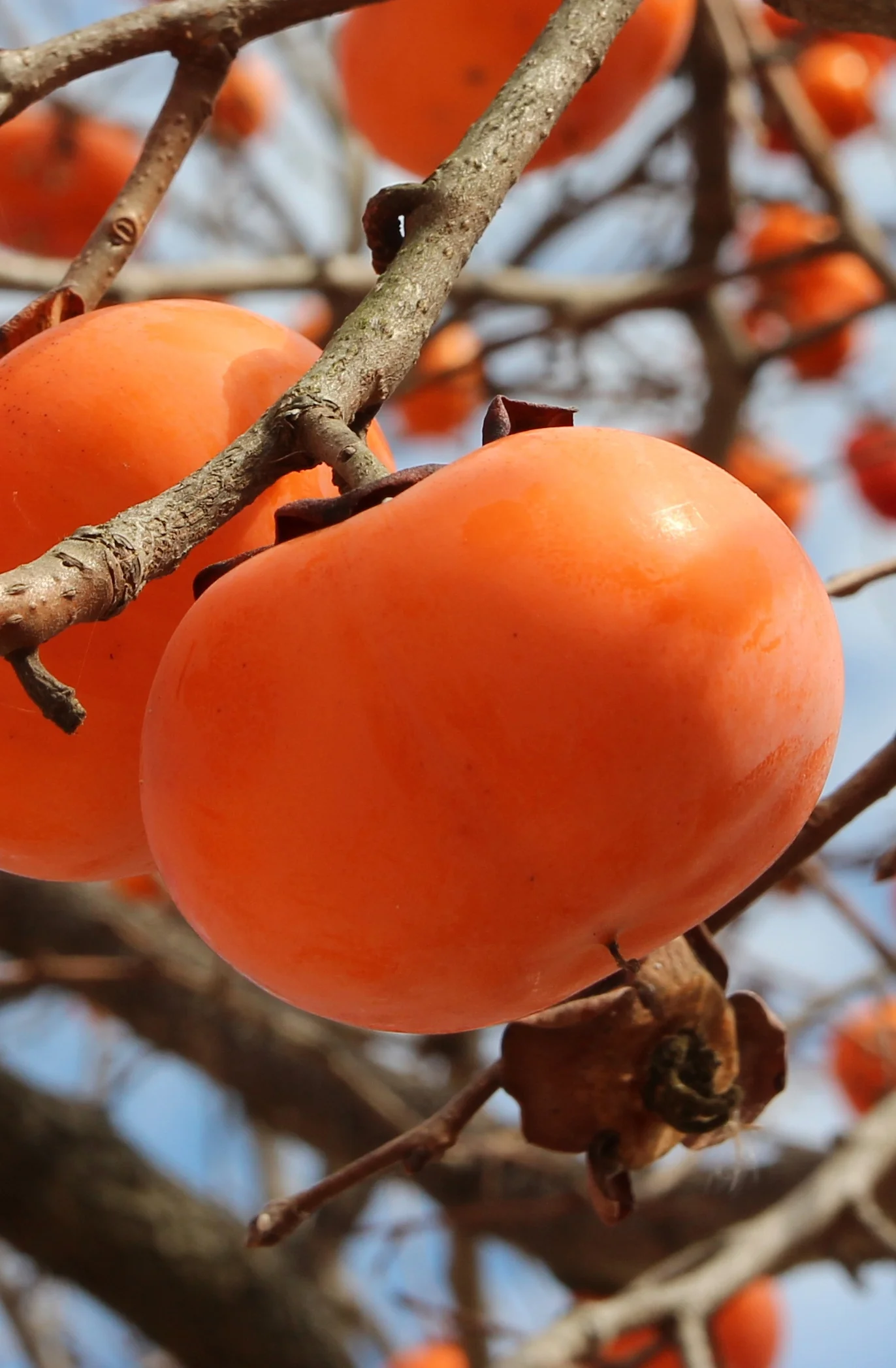 Fuyu Japanese Persimmon 2 Fuyu Japanese Persimmon