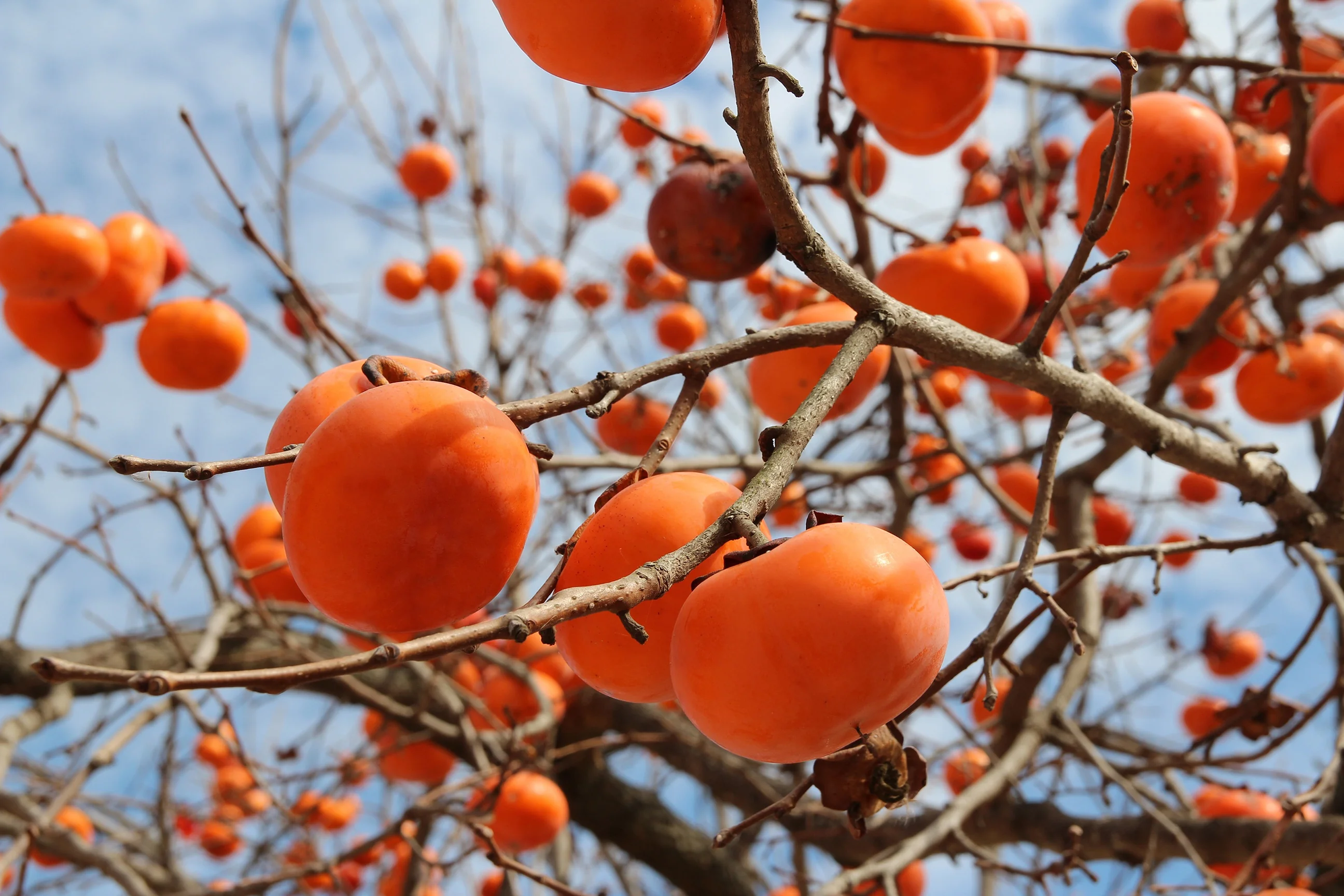 Fuyu Japanese Persimmon 3 Fuyu Japanese Persimmon
